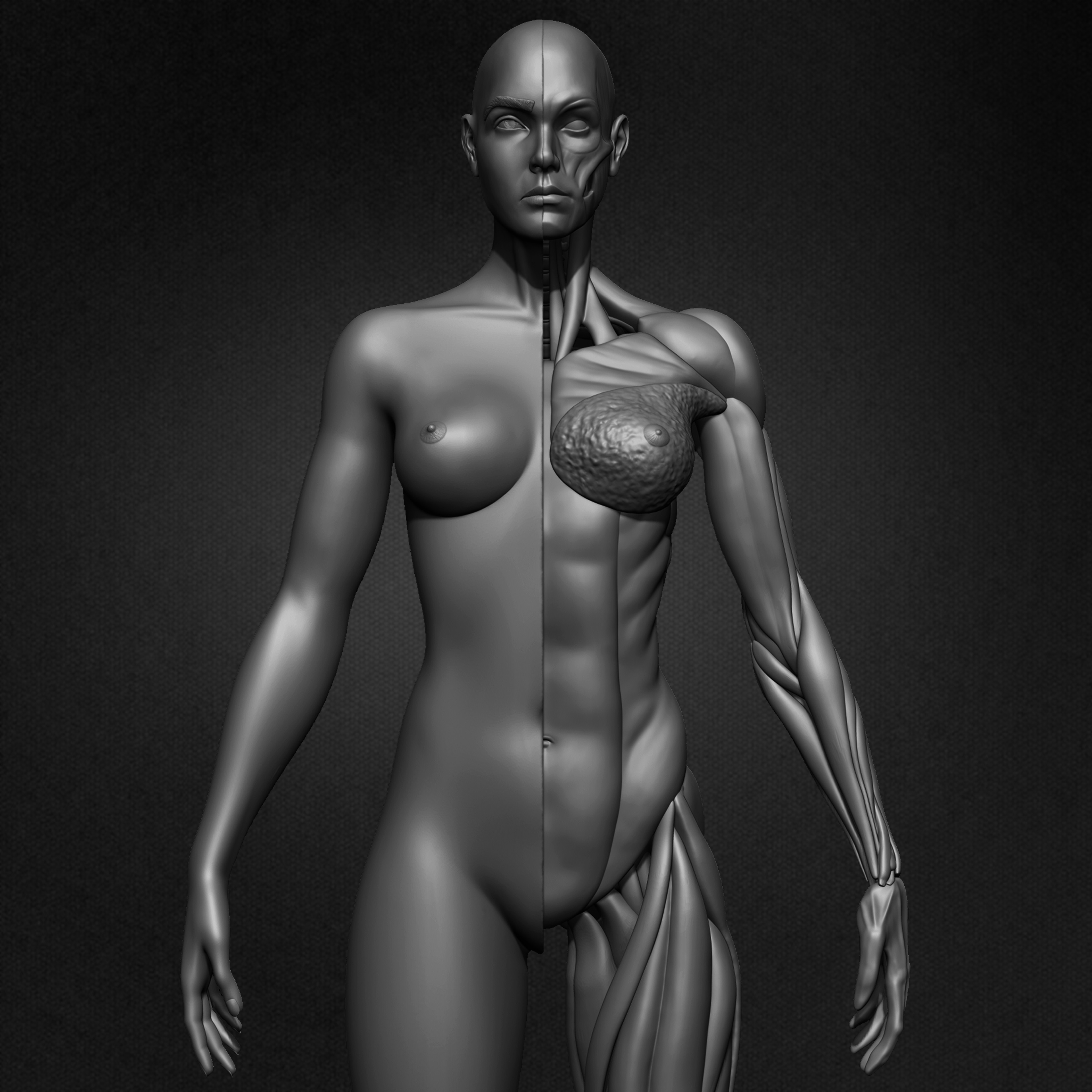 Female Human Muscles 3D Model sculpted by Yacine BRINIS 001