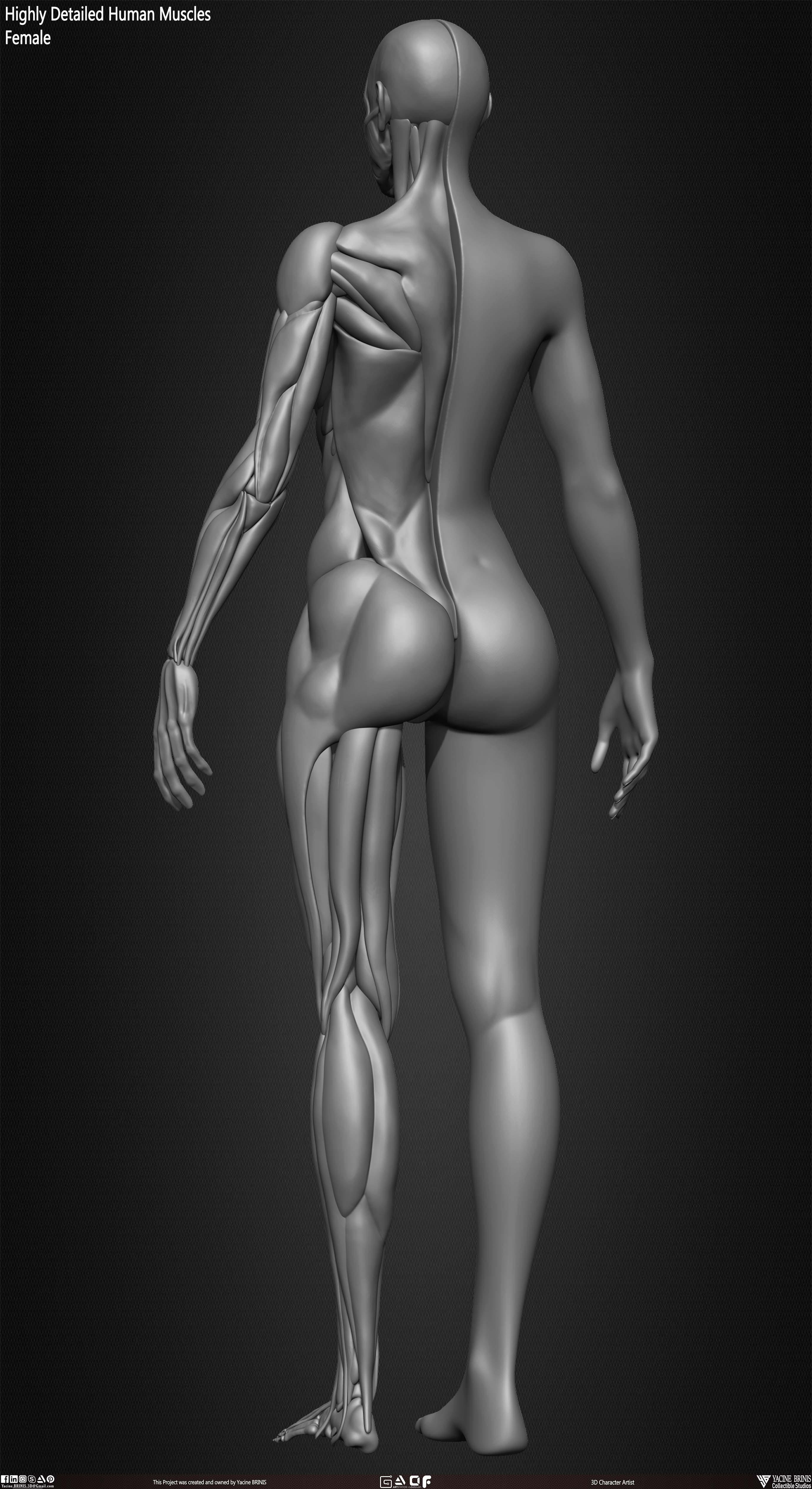 Female Human Muscles 3D Model sculpted by Yacine BRINIS 009