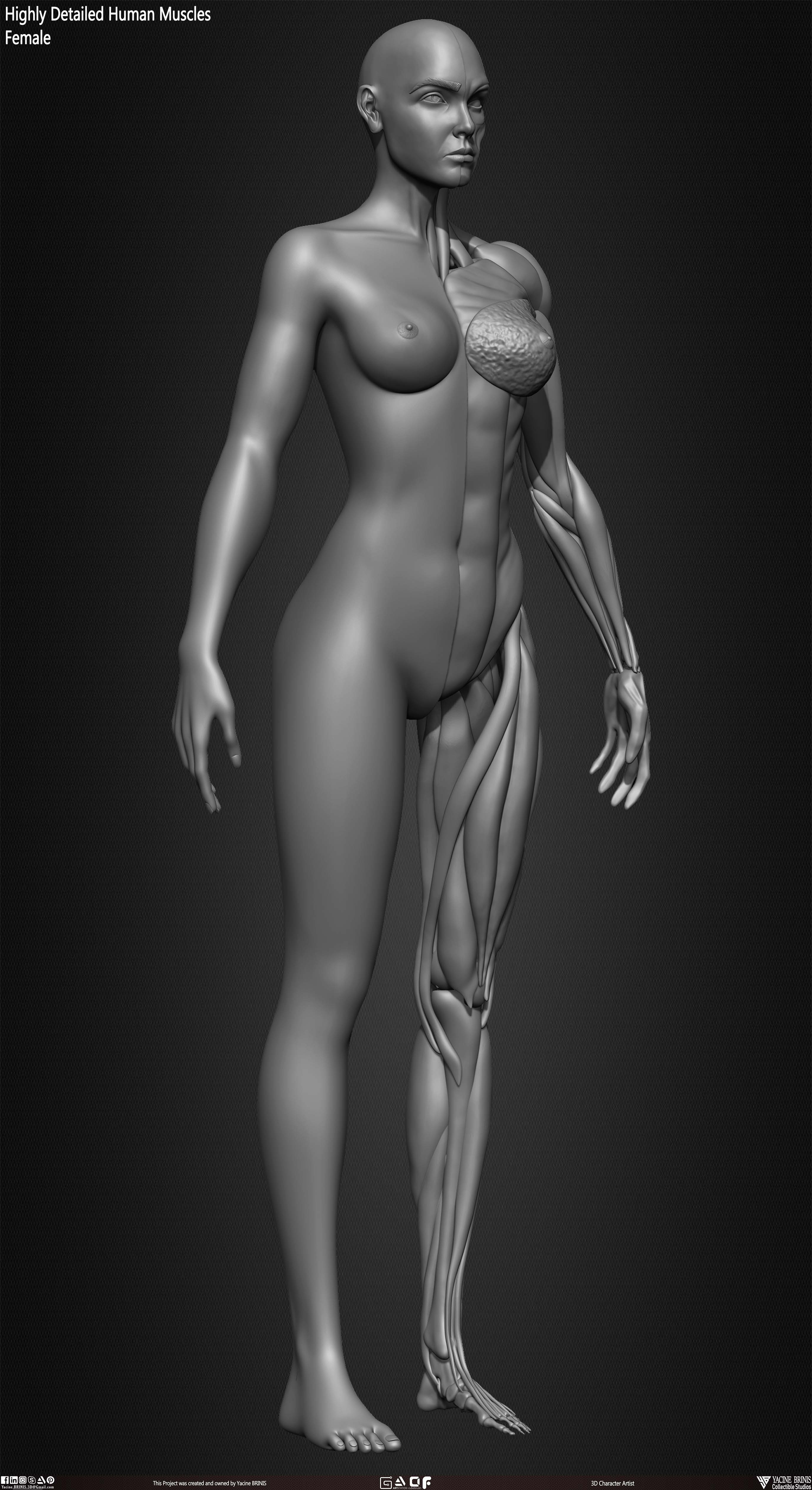 Female Human Muscles 3D Model sculpted by Yacine BRINIS 013