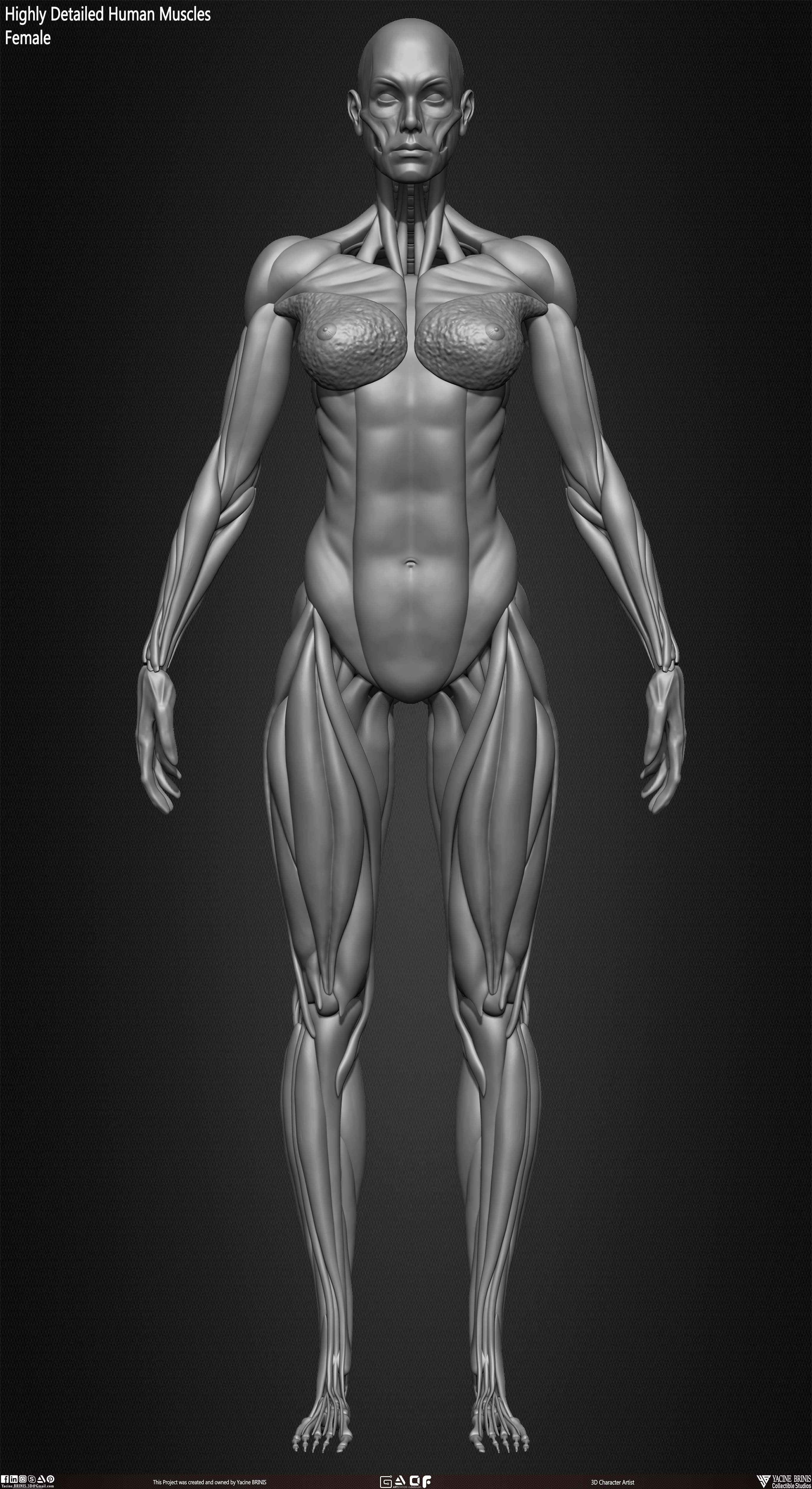 Female Human Muscles 3D Model sculpted by Yacine BRINIS 014