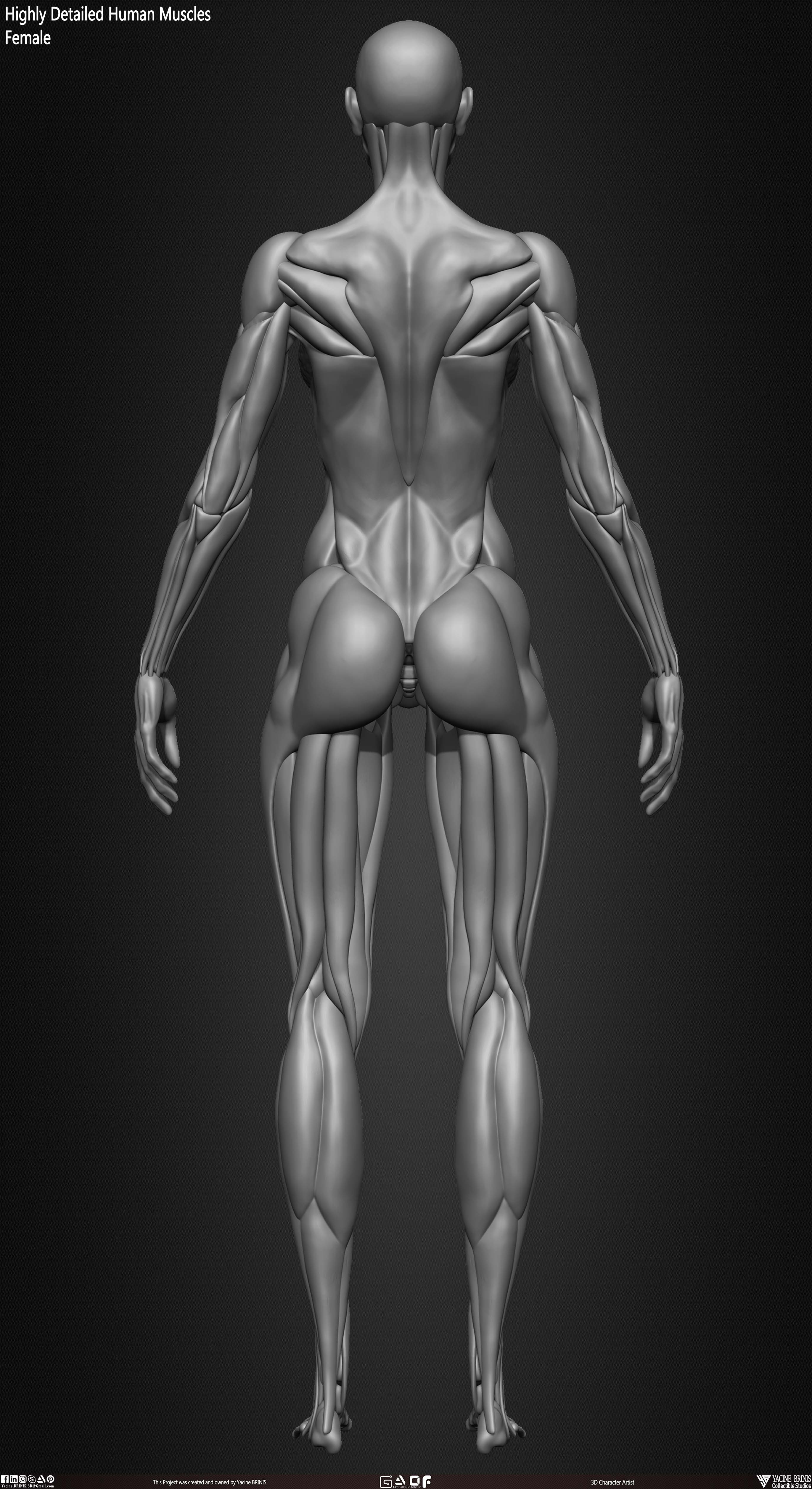 Female Human Muscles 3D Model sculpted by Yacine BRINIS 018