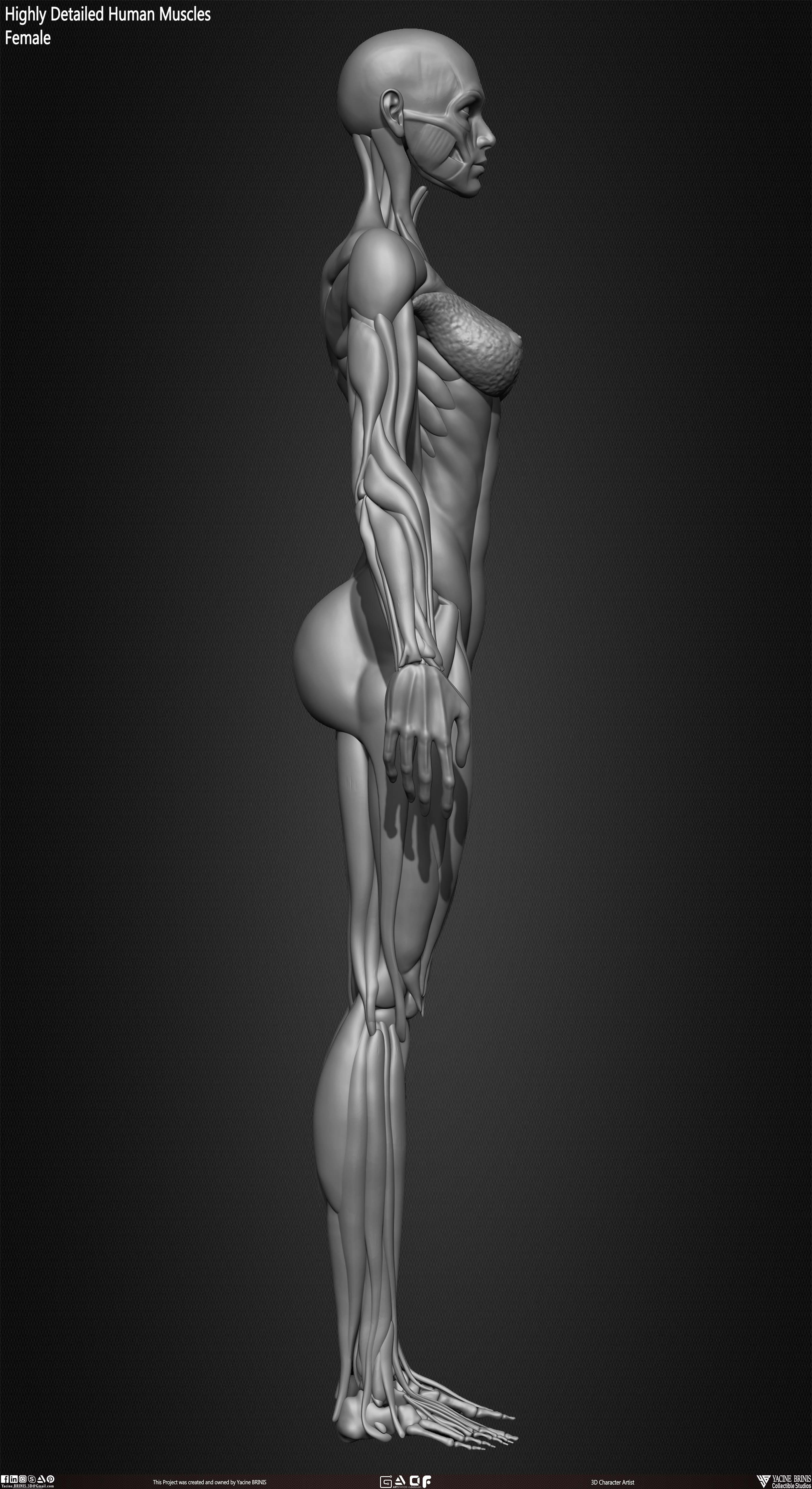 Female Human Muscles 3D Model sculpted by Yacine BRINIS 020