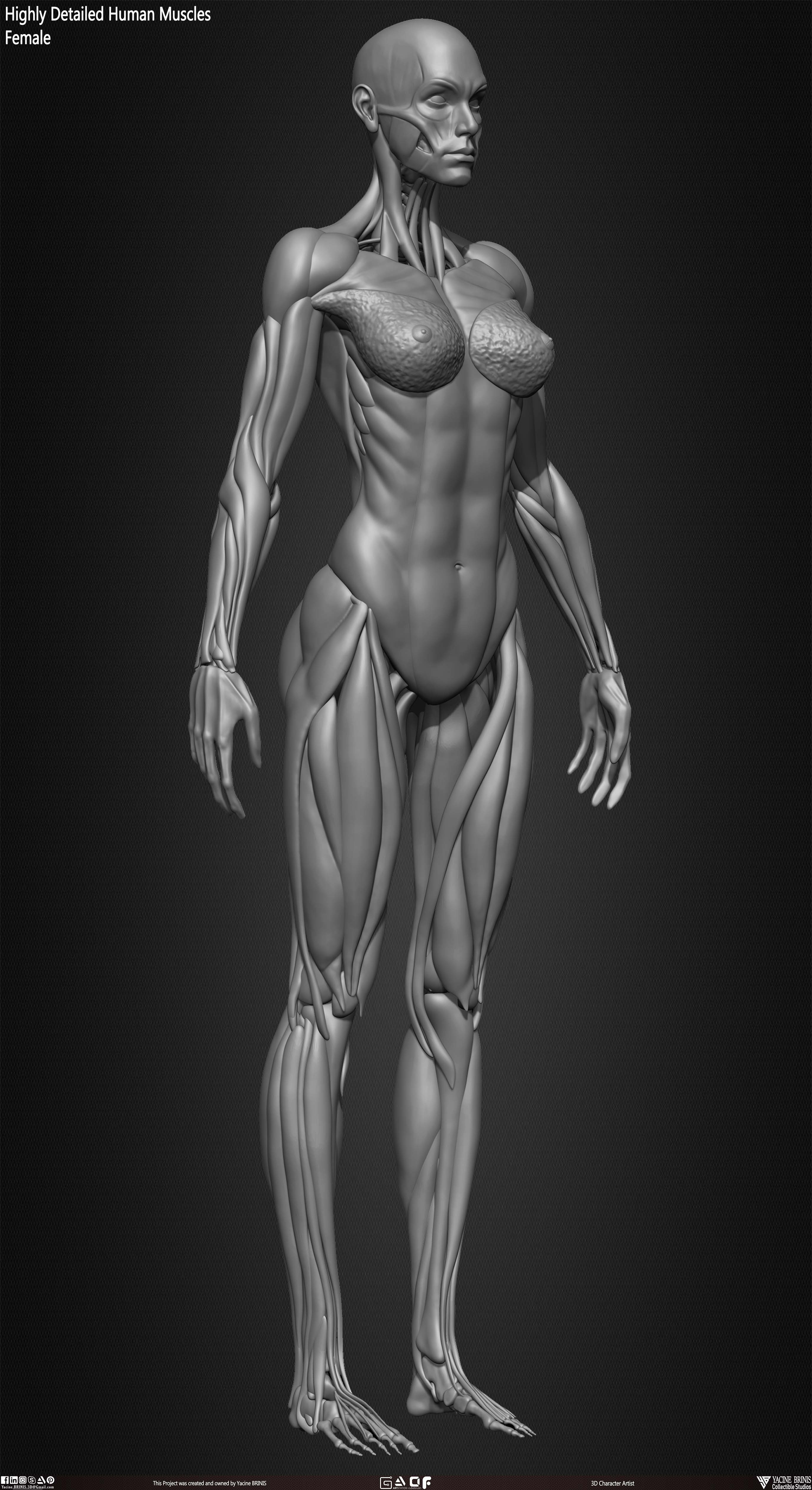 Female Human Muscles 3D Model sculpted by Yacine BRINIS 021
