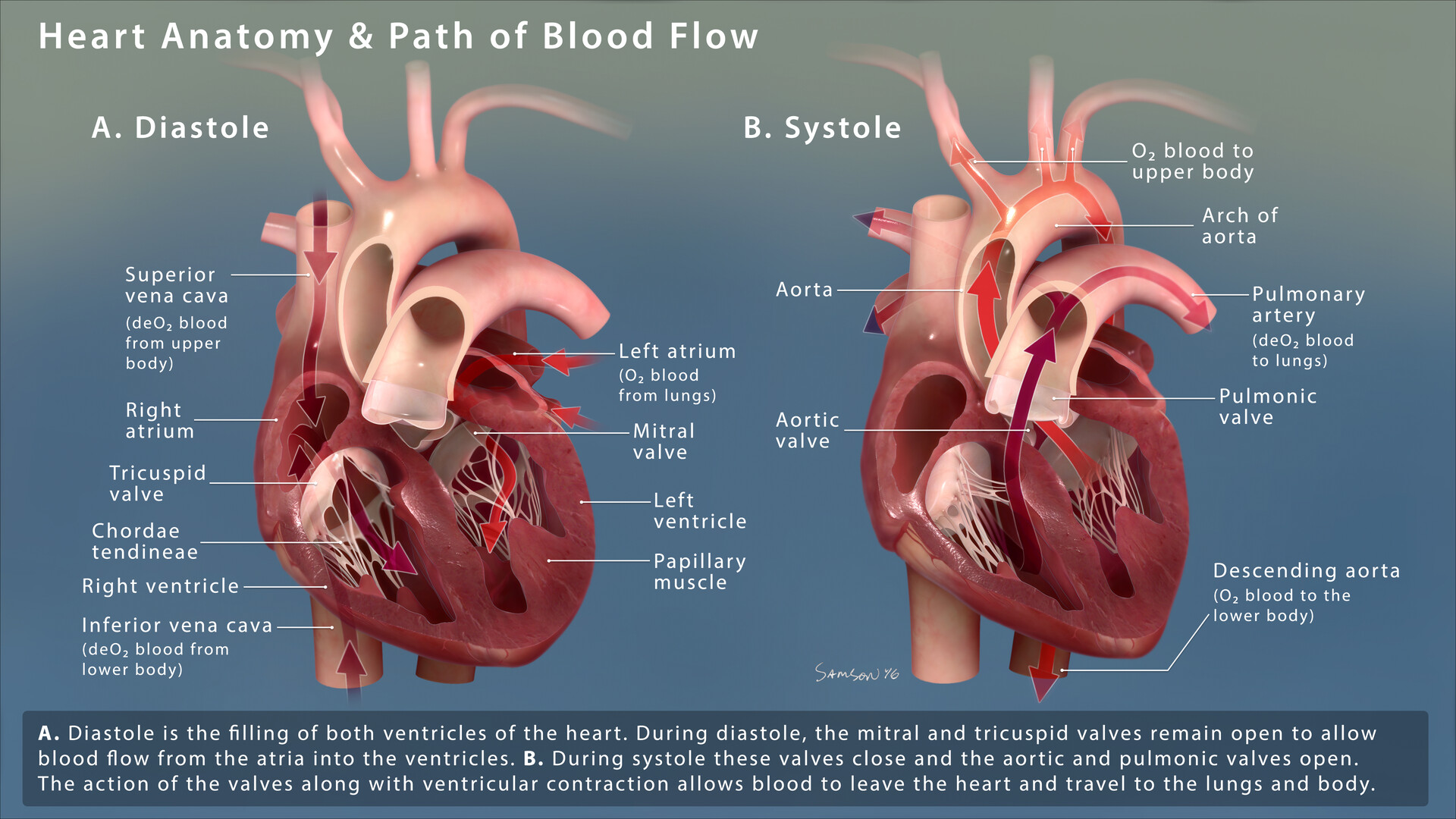 ArtStation - Heart Anatomy & Path of Blood Flow