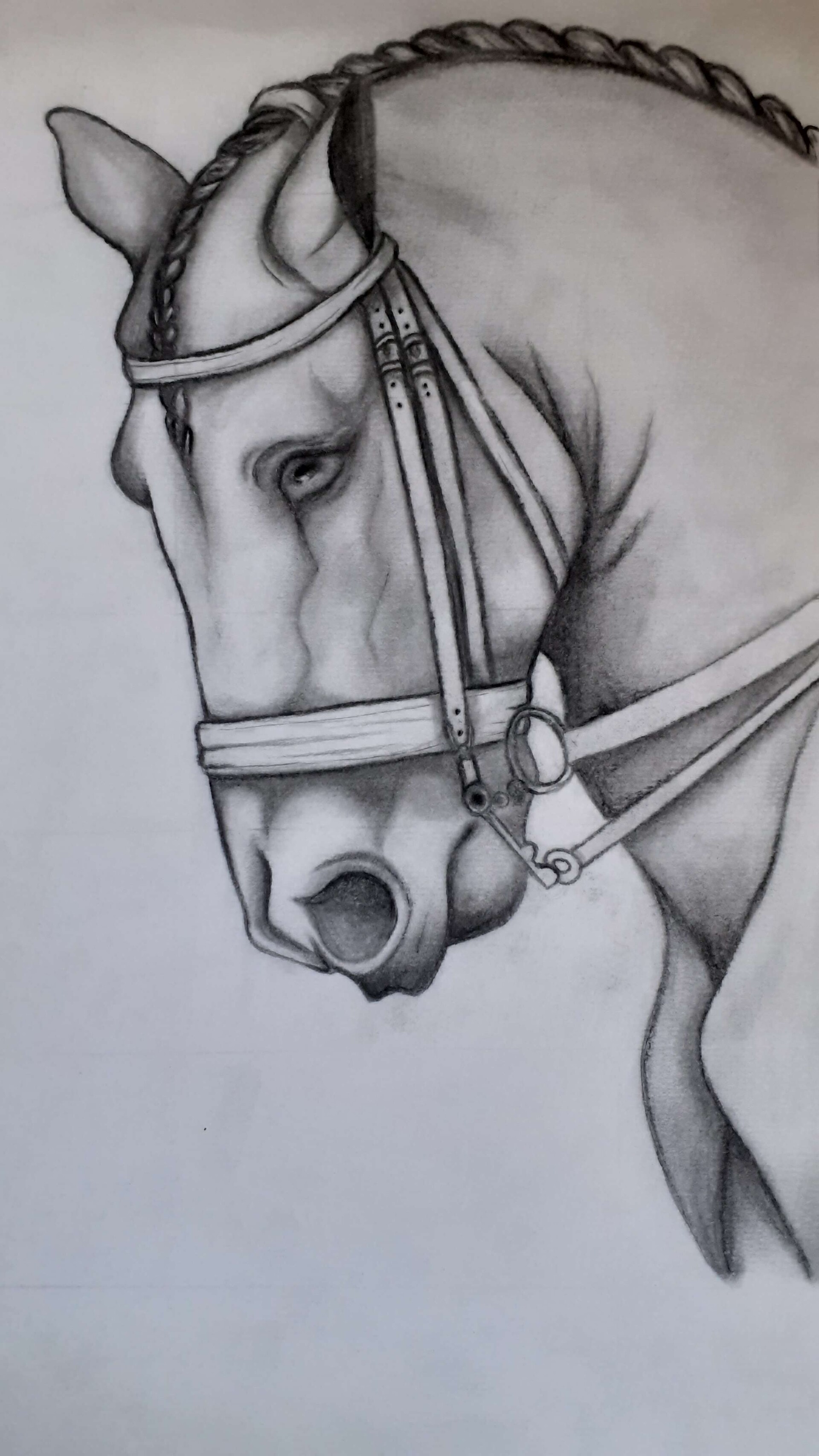 How to Draw a Horse's Head (Step by Step Guide)