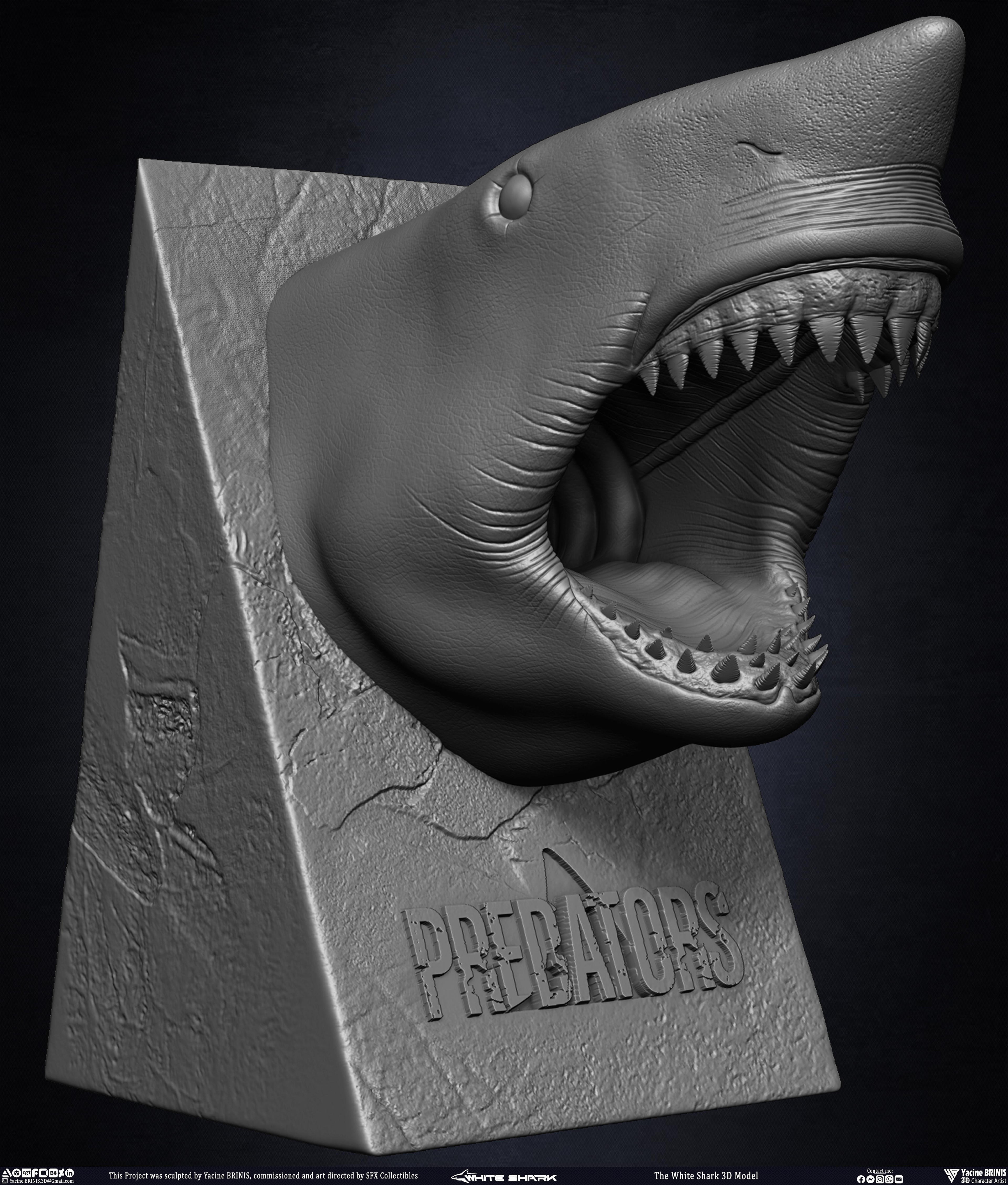 The White Shark Discovery sculpted by Yacine BRINIS 005