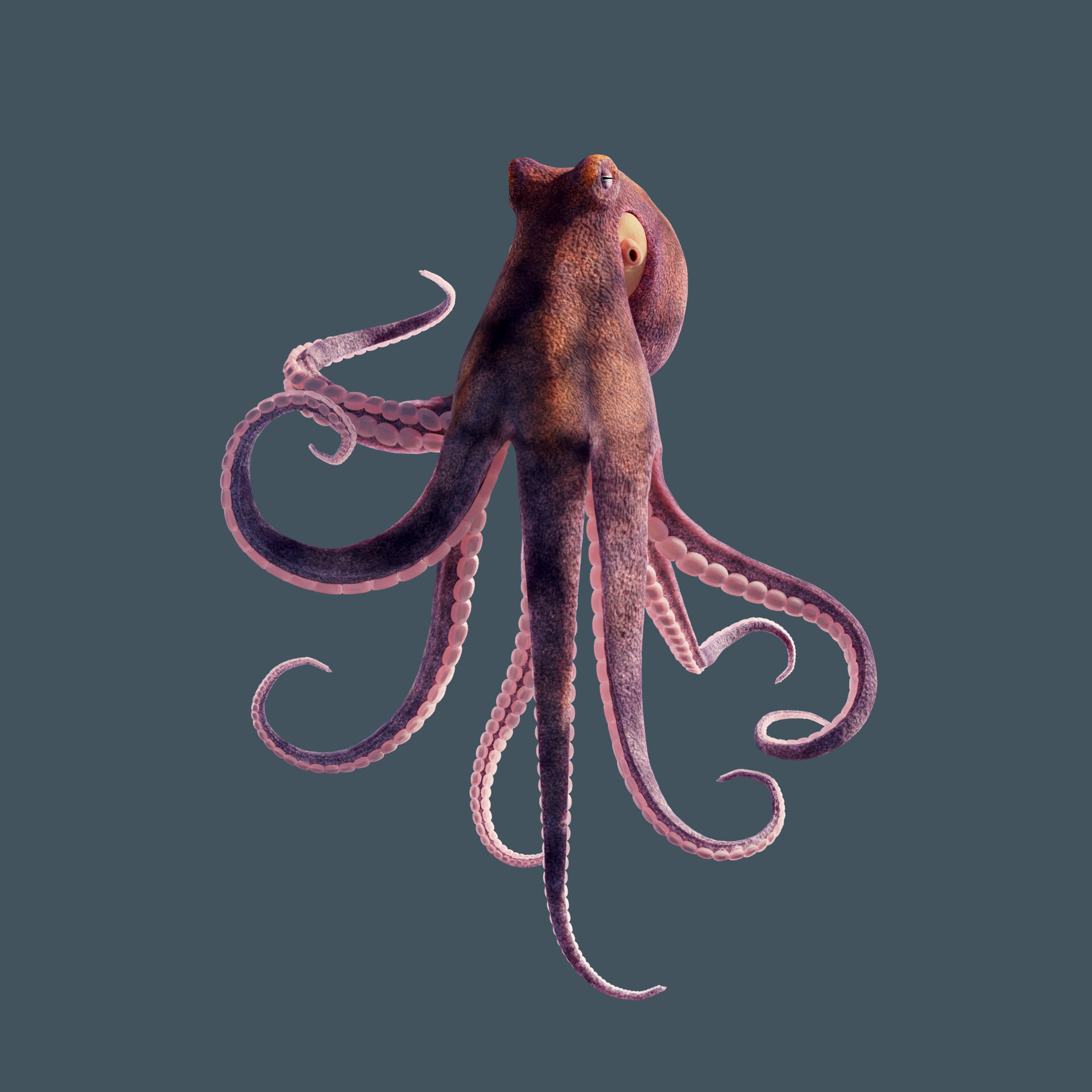 ArtStation Octopus Vulgaris