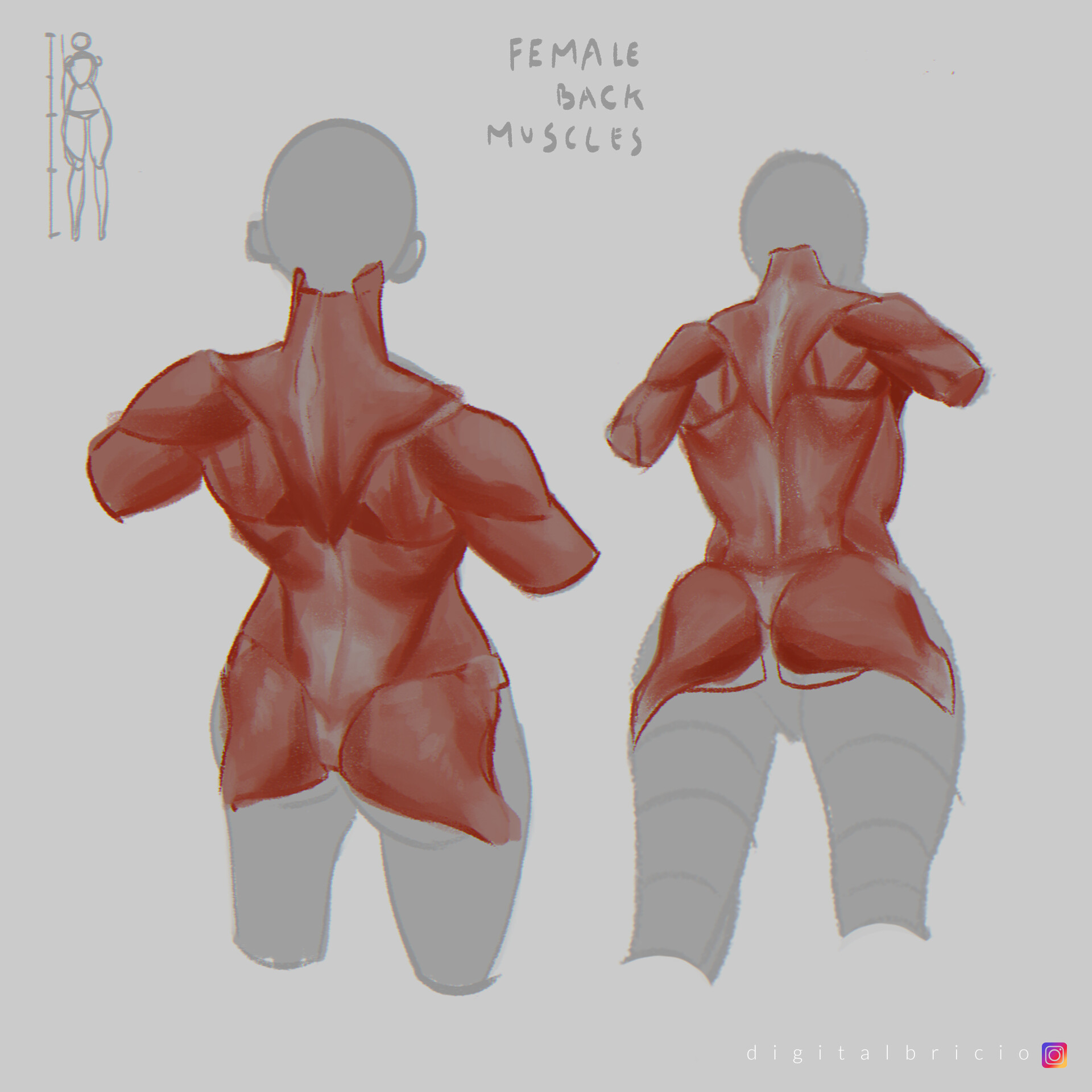 ArtStation - female back muscles study