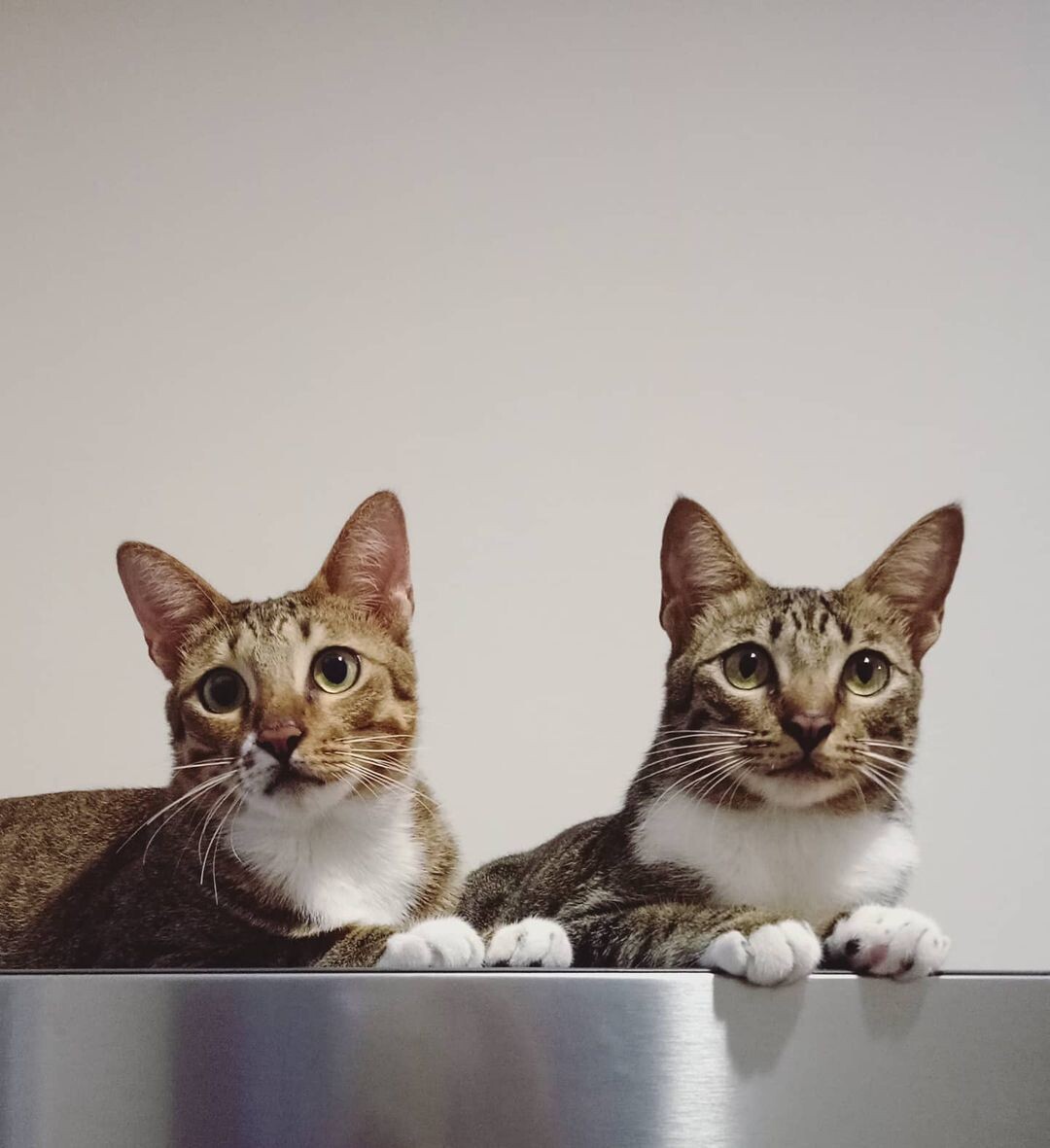 Mucha (left) and Toppi (right)