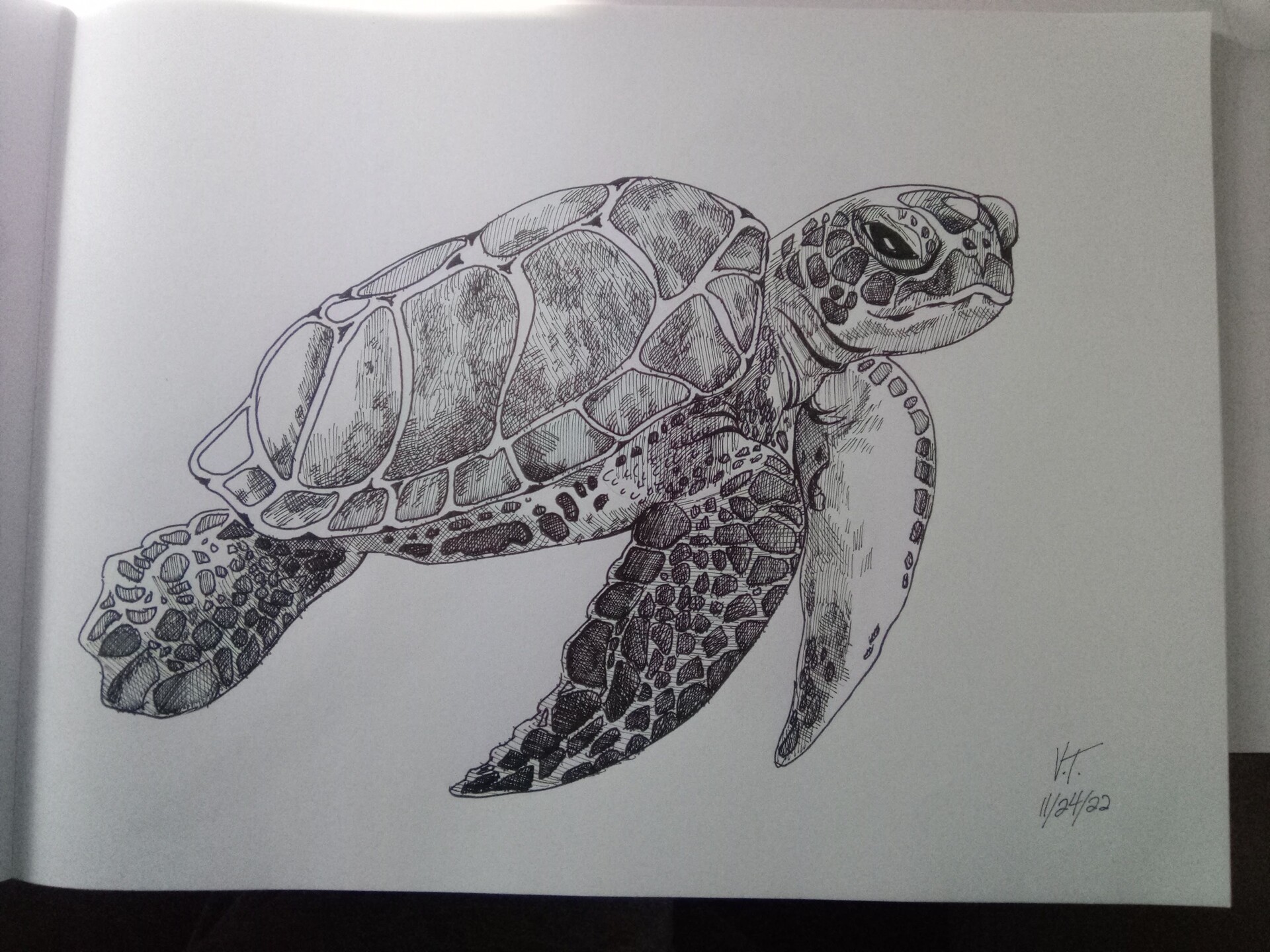 ArtStation - Sea Turtles Studies 1