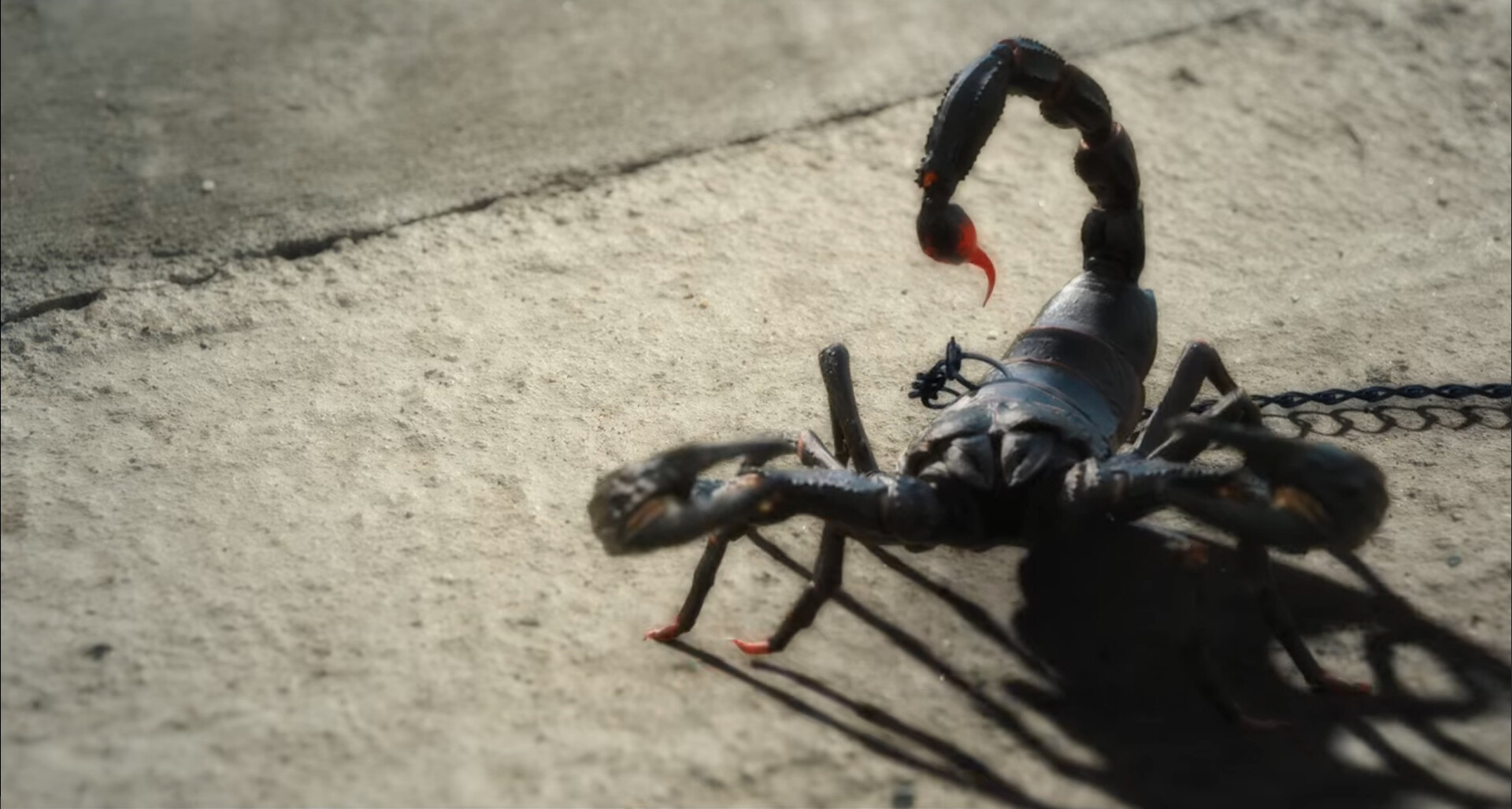 Greg Strangis - Wednesday Scorpion
