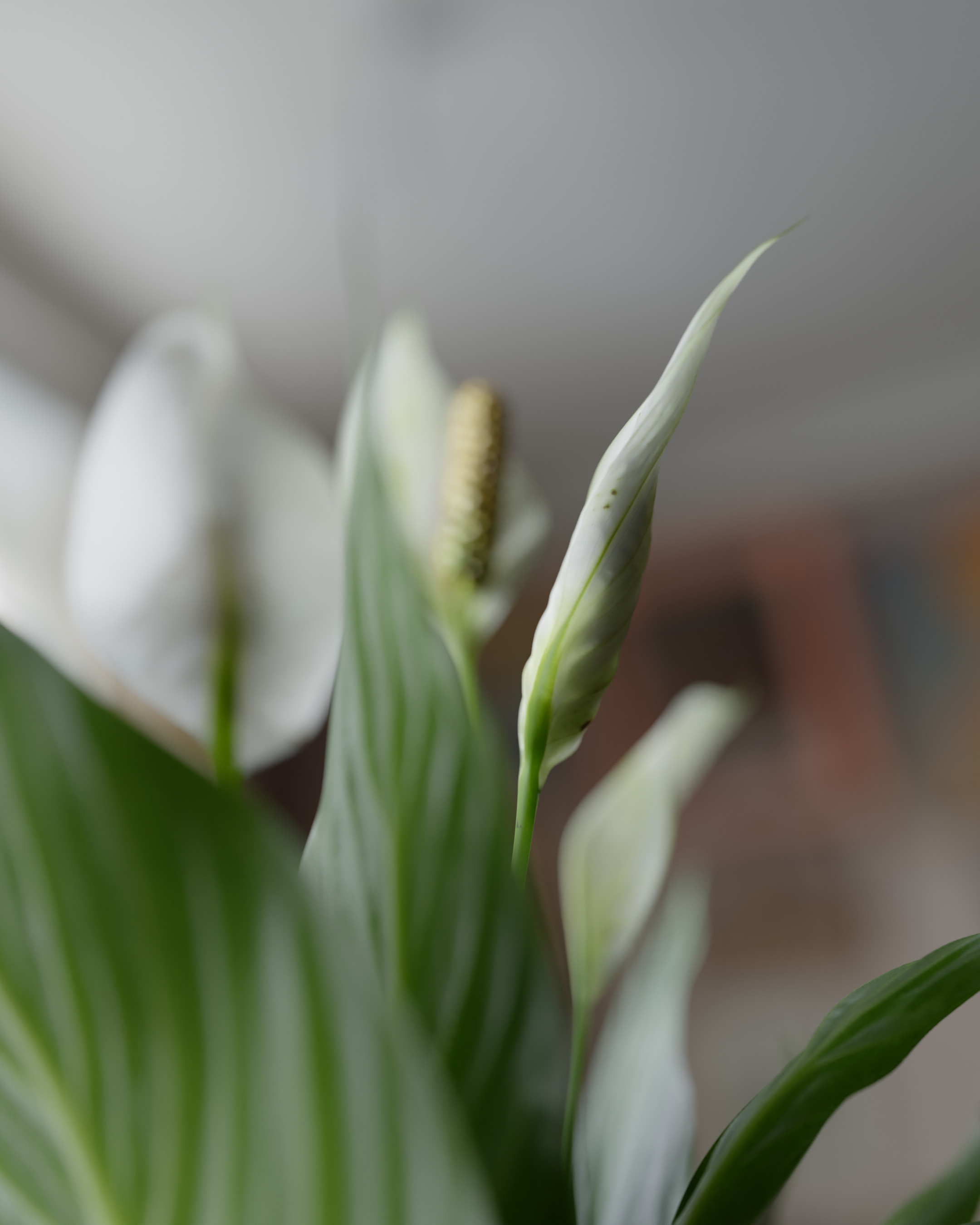Iwo pilc 3d plant peace lily textures