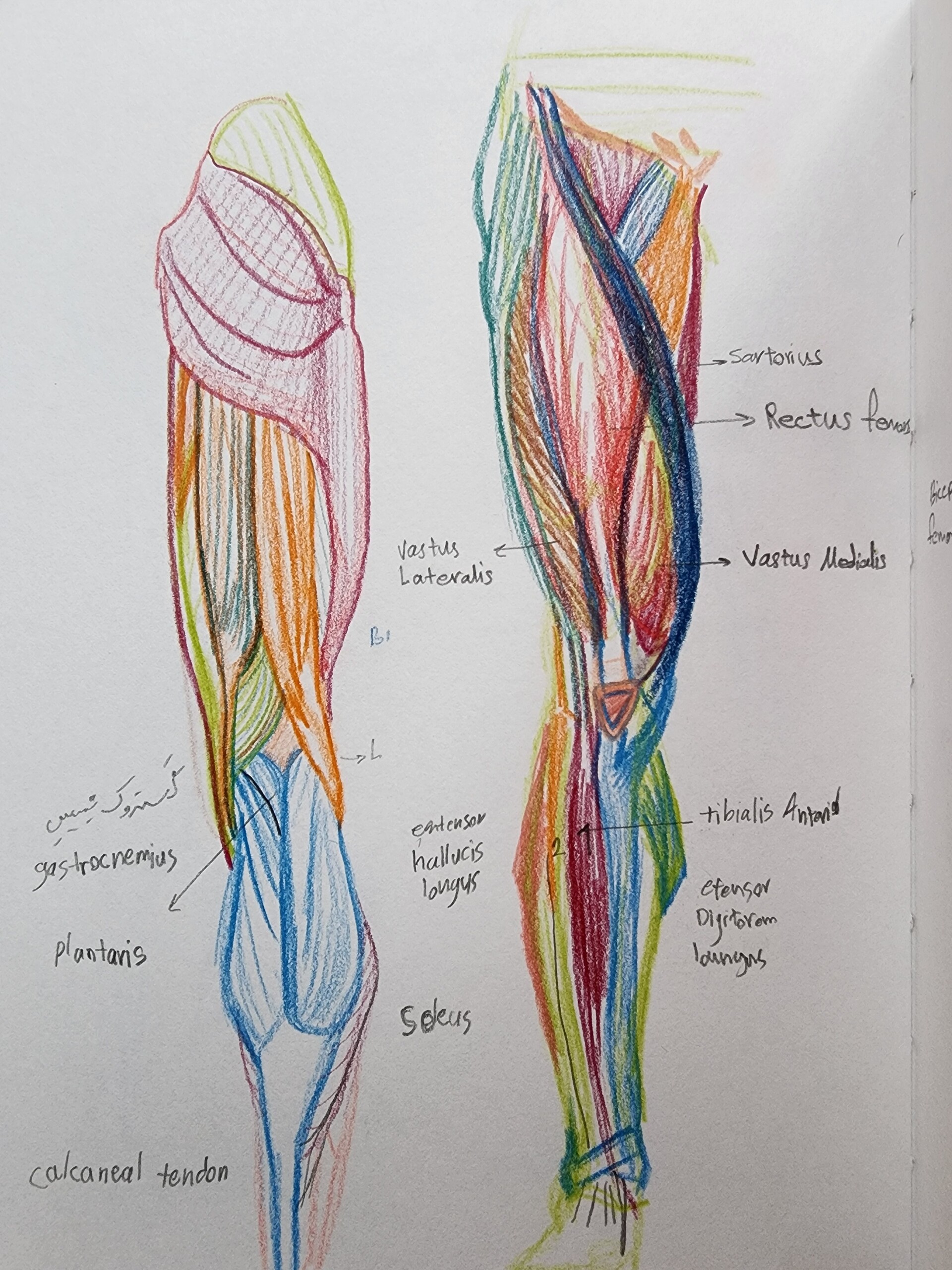 Lower Limb Anatomy Study Biology Diagrams