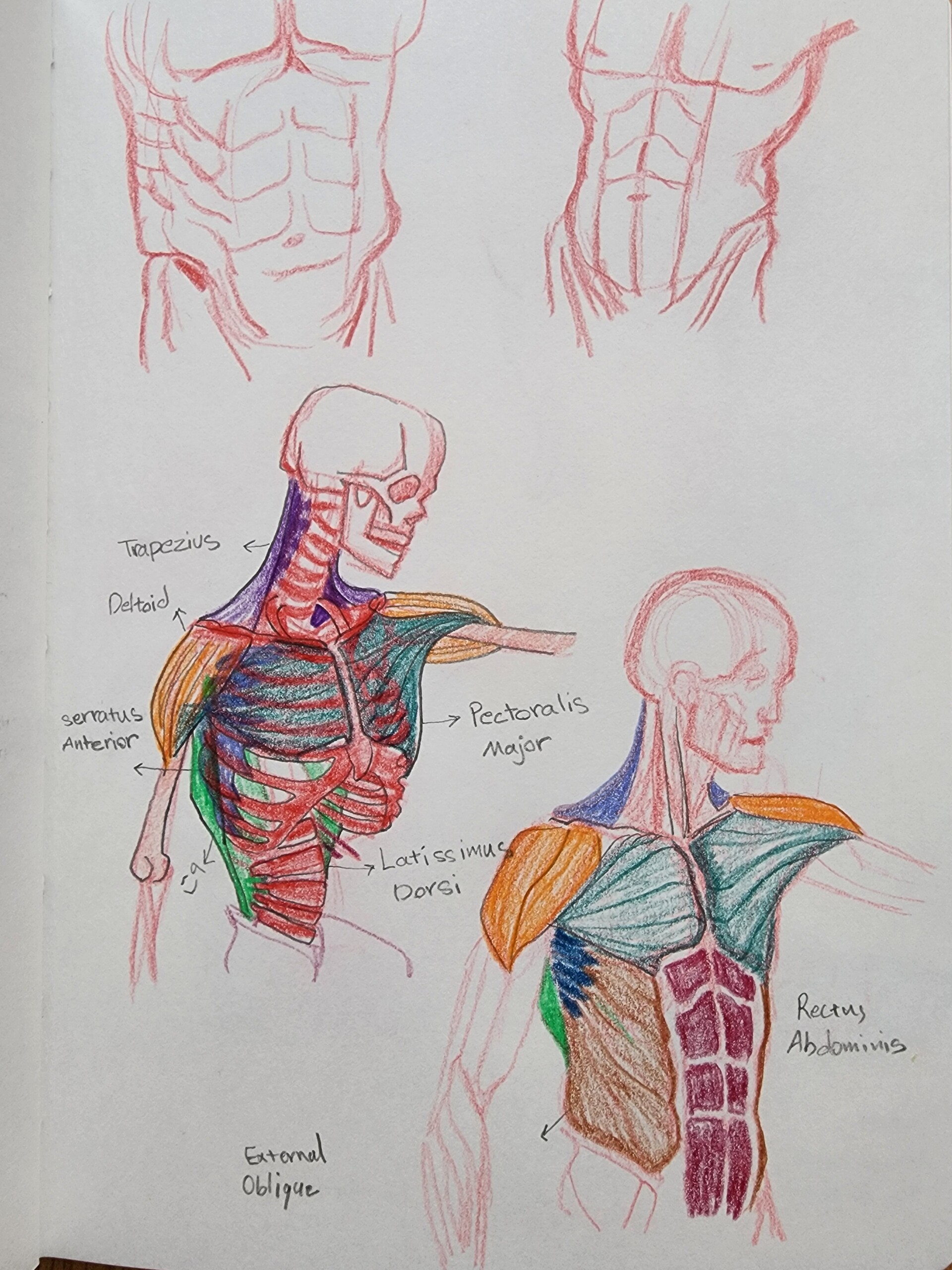 Artstation - Trunk Anatomy