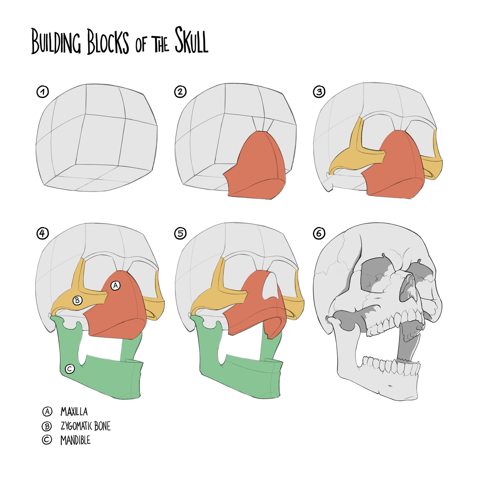 Drawing the human skull in perspective from imagination. 