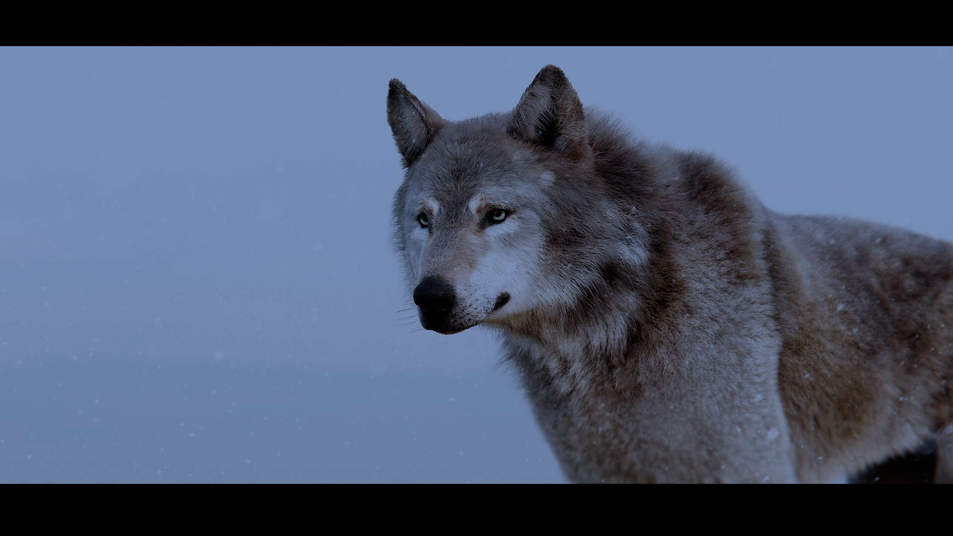 ArtStation - Wolf In The Snow 2