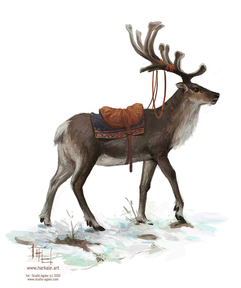 Reindeer