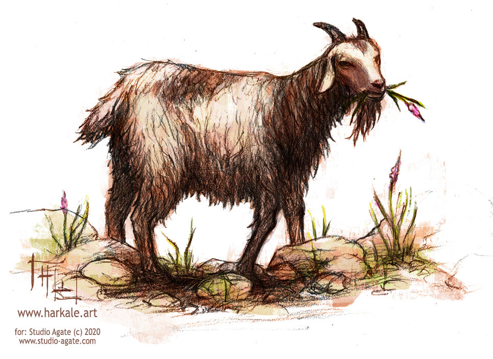 and a cute goat!
