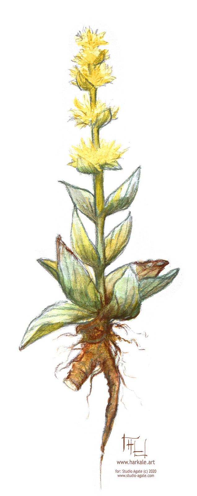 yellow gentian