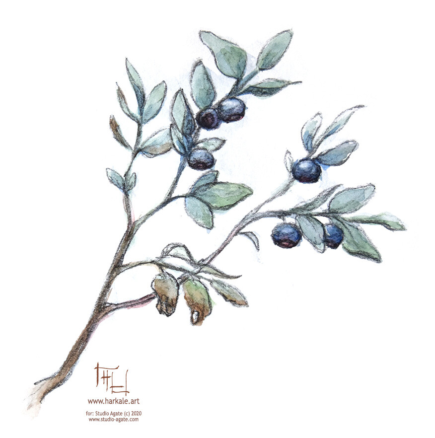 Blueberries