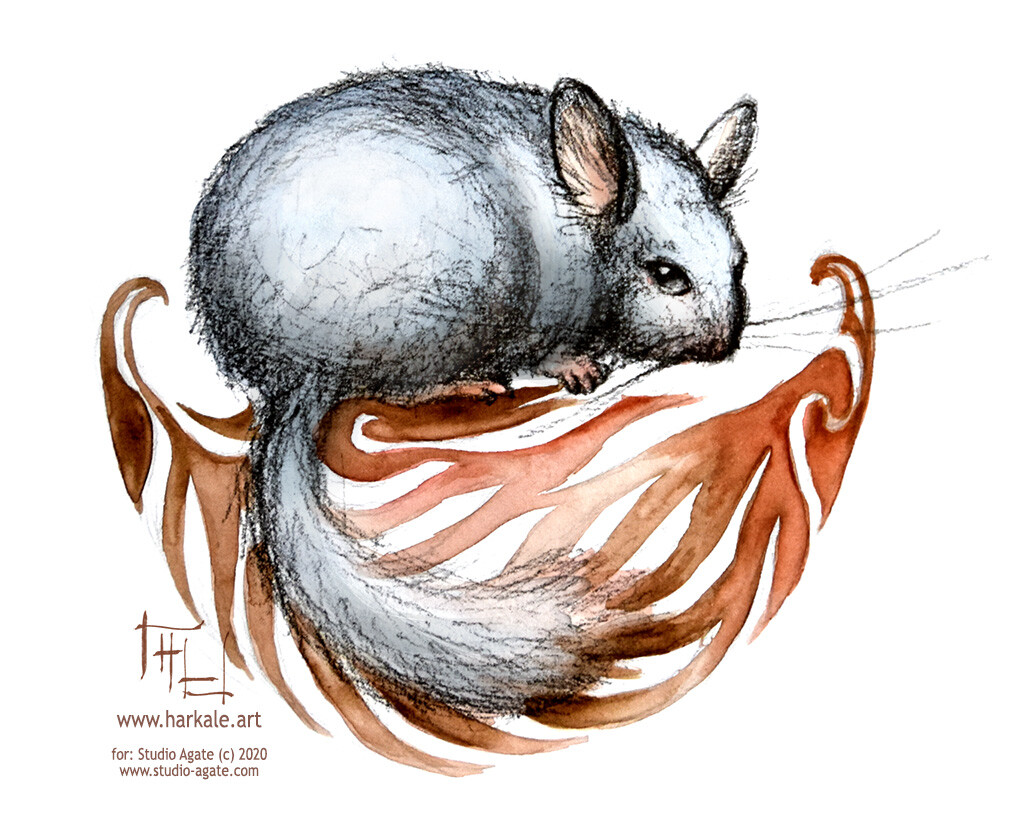 chinchilla