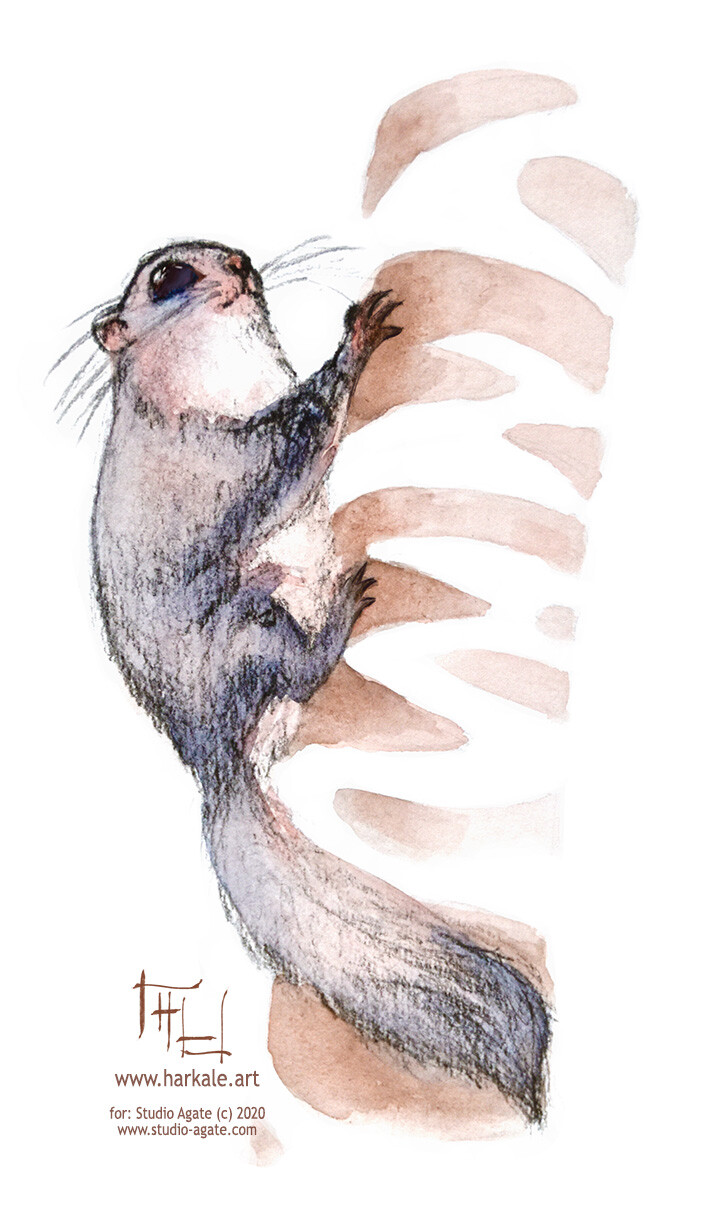 flying squirrel