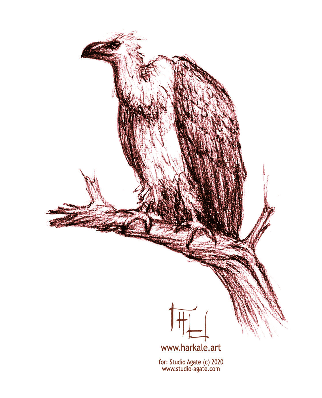 vulture