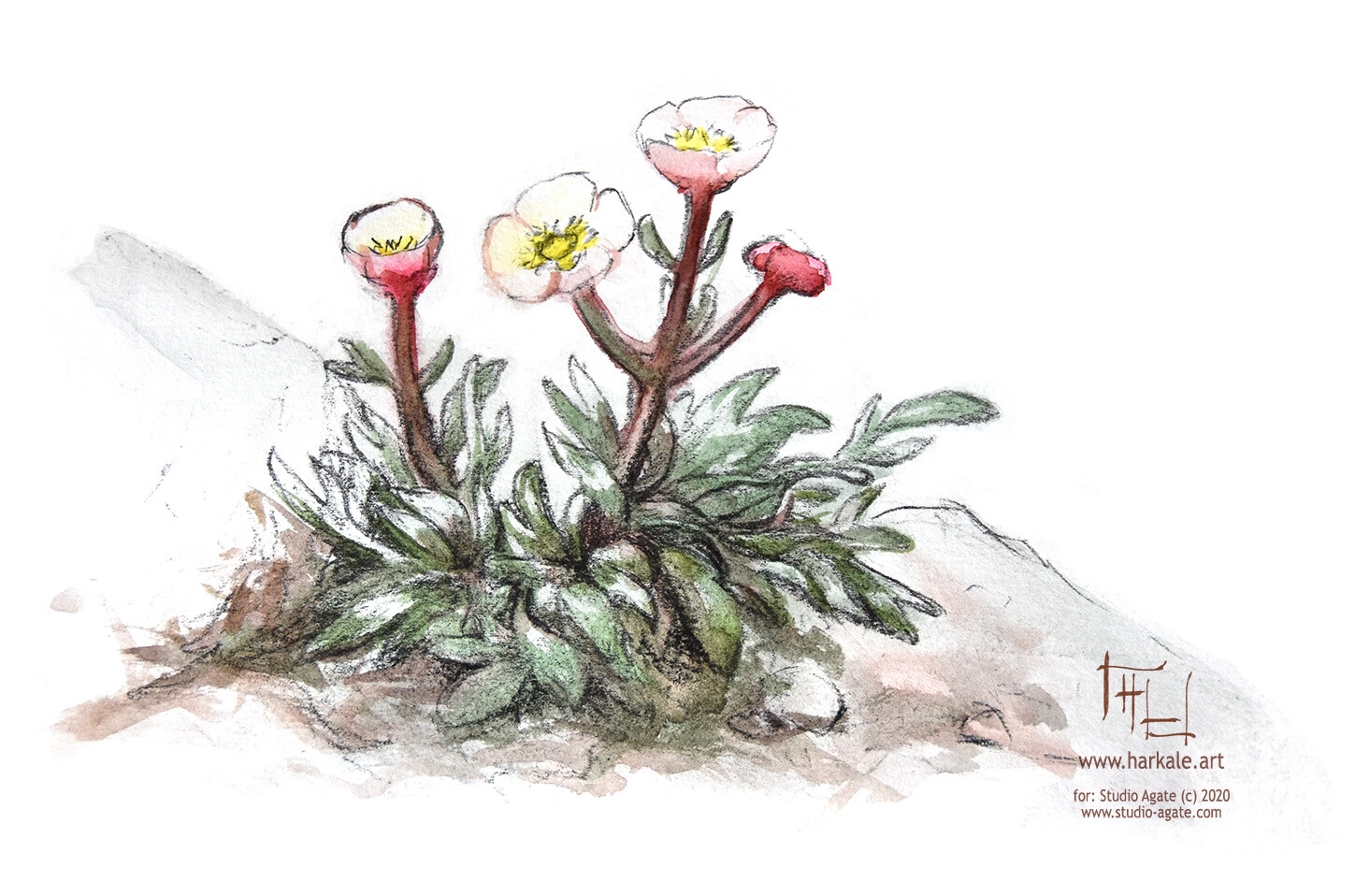 drakenbergen buttercup