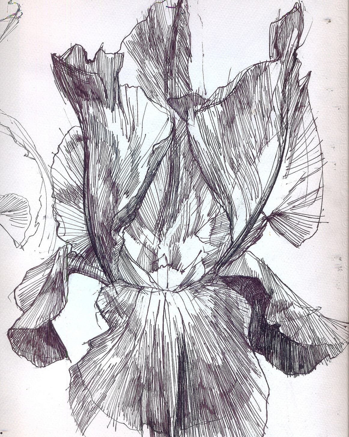 ArtStation - Iris, Ballpoint pen drawing