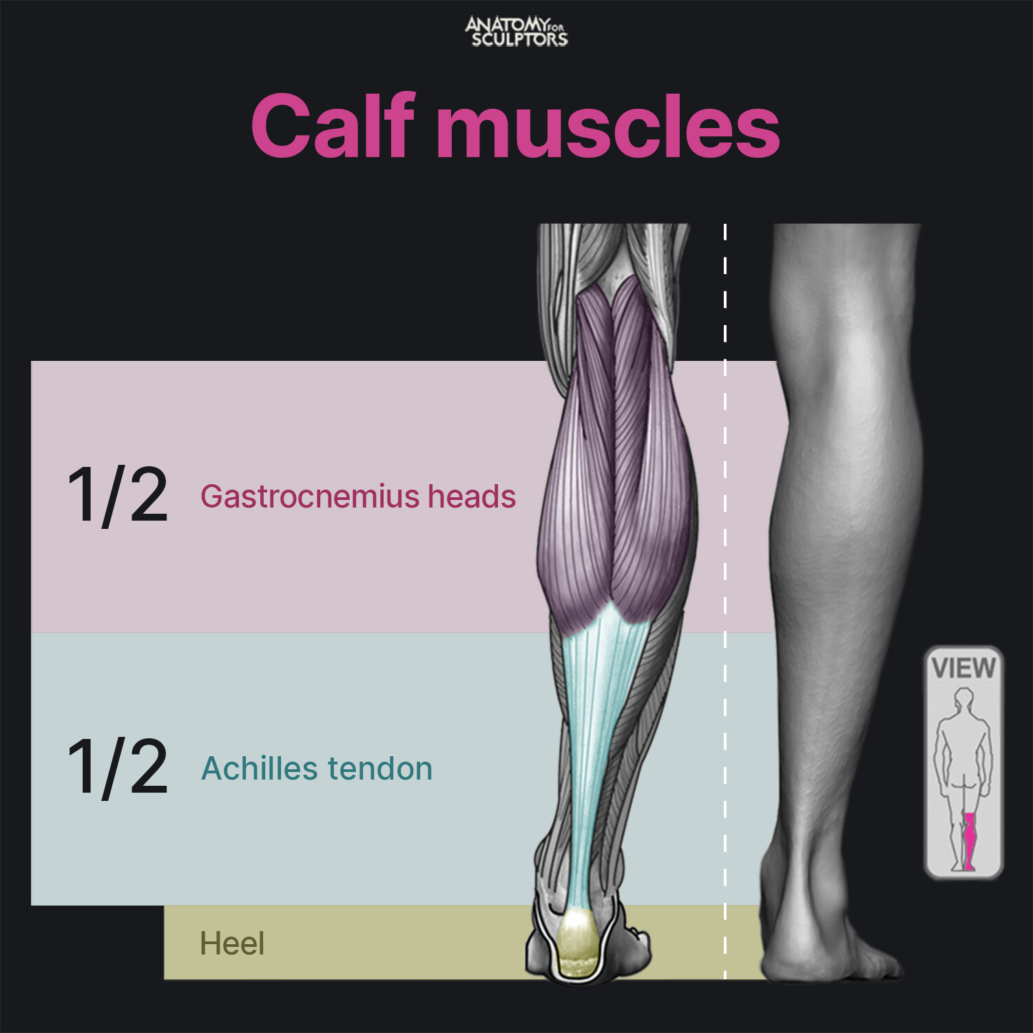 Anatomy For Sculptors - Gastrocnemius muscle