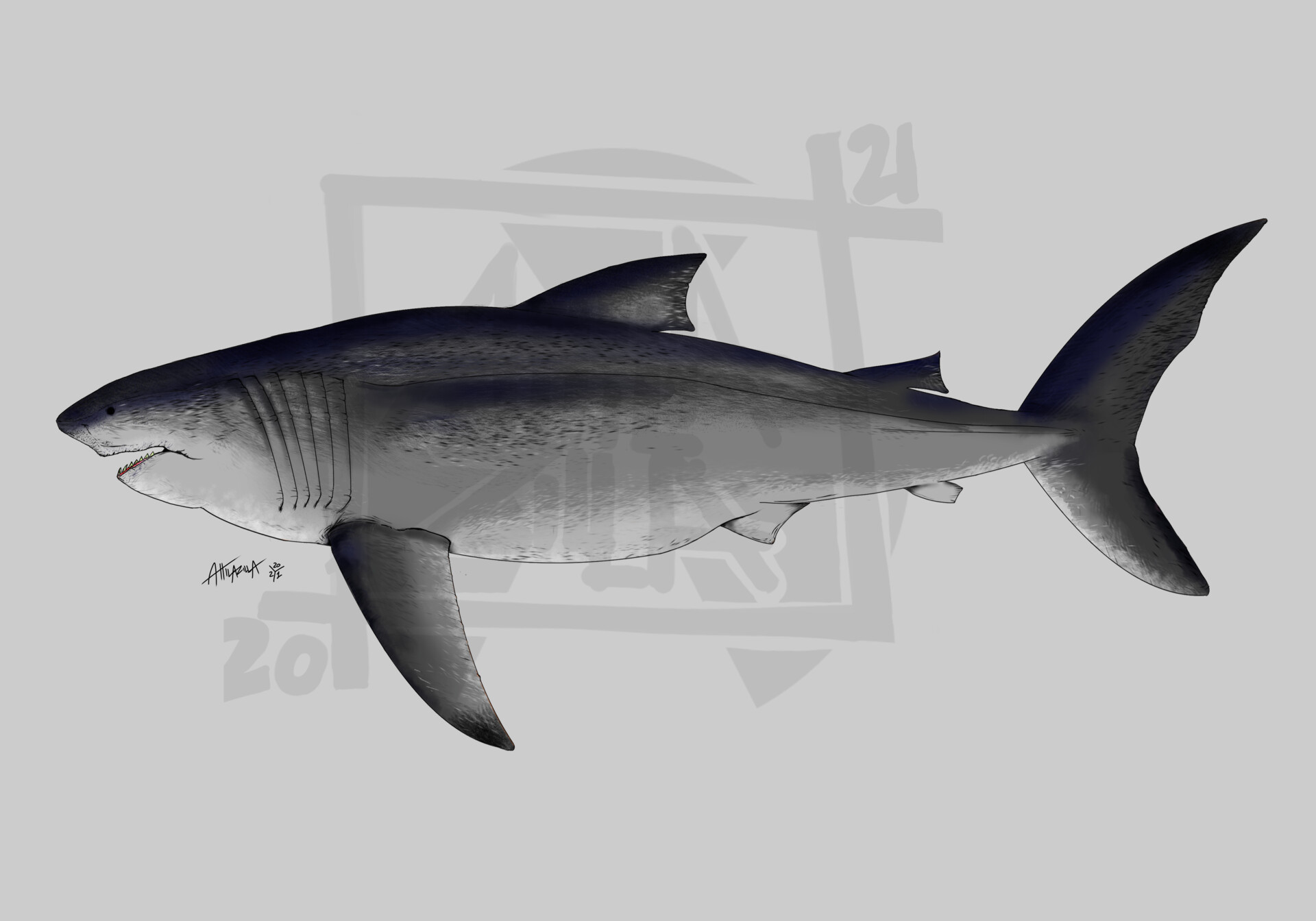 Attilio Galasso - Otodus megalodon