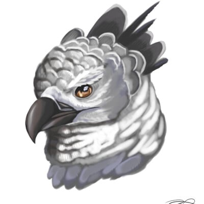 ArtStation - Harpy eagle and griffin sketches