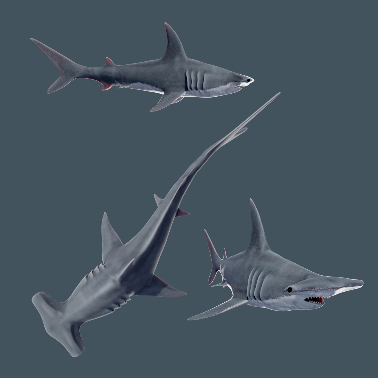Sphyrna Zygaena