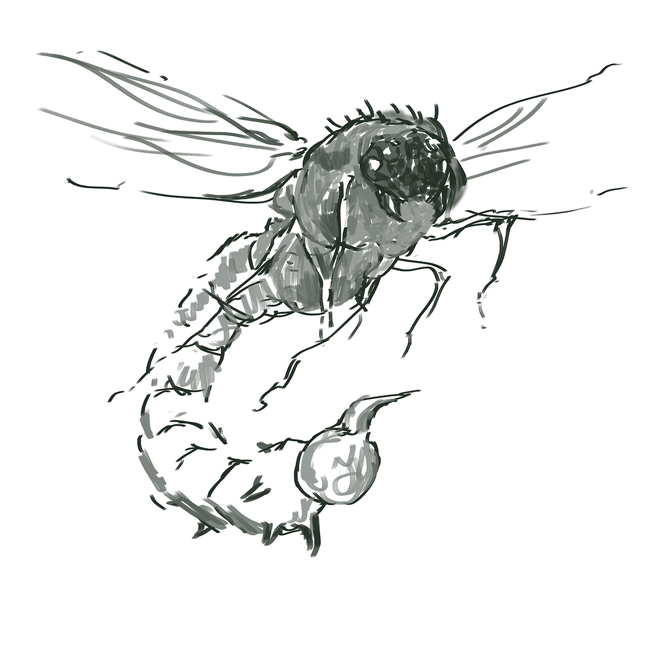 Preliminary Sketch