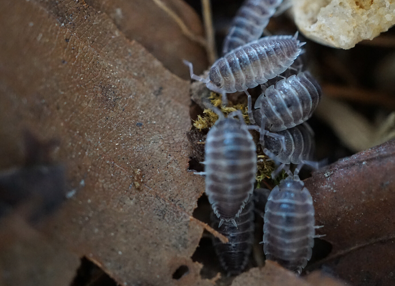 One month old Porcellio hoffmanseggi