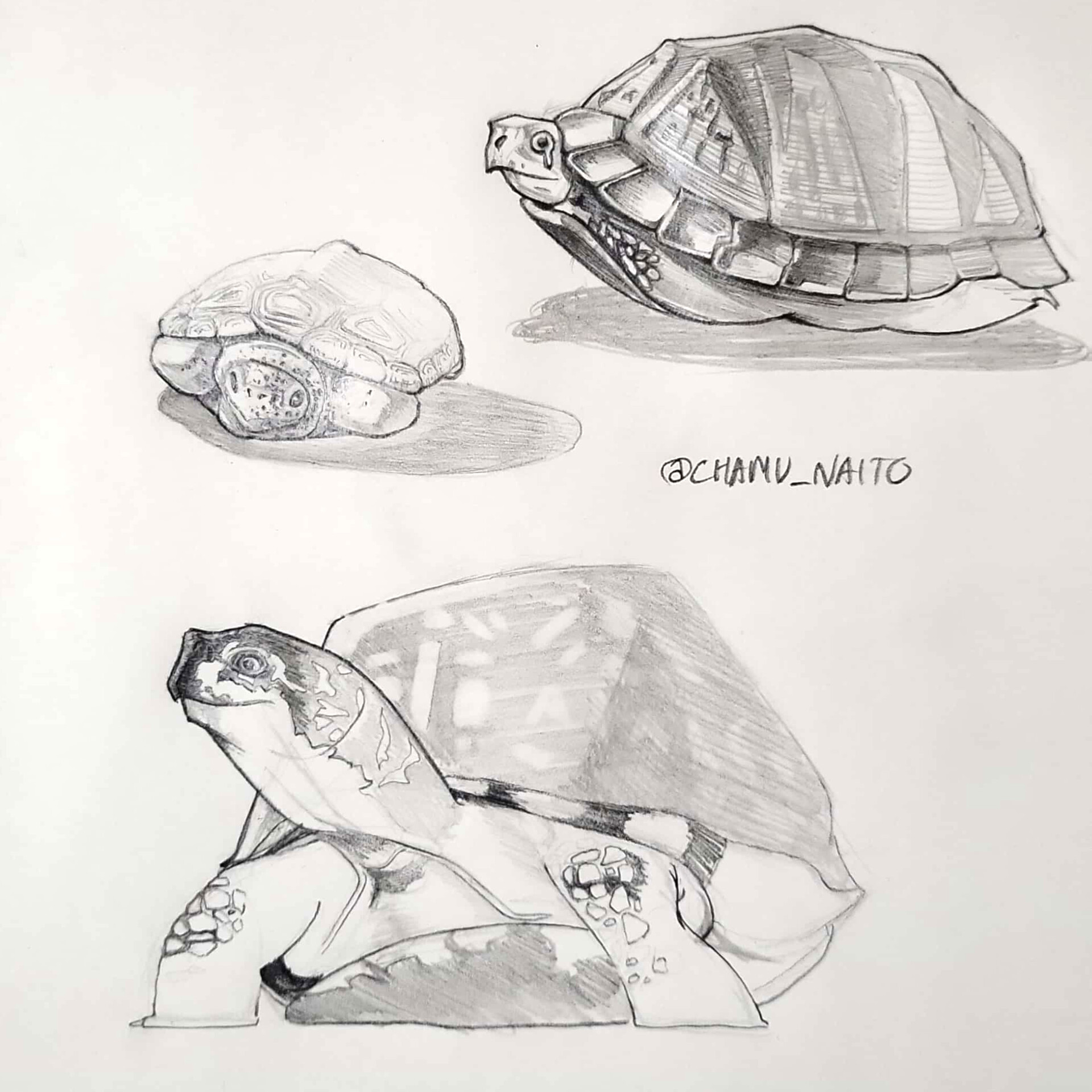 Turtle Drawing Is Next To Some Colored Pencils Background, Turtle Pictures  To Draw Background Image And Wallpaper for Free Download