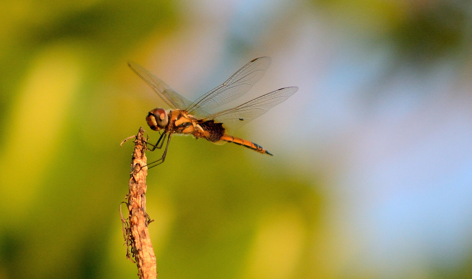 Dragonfly