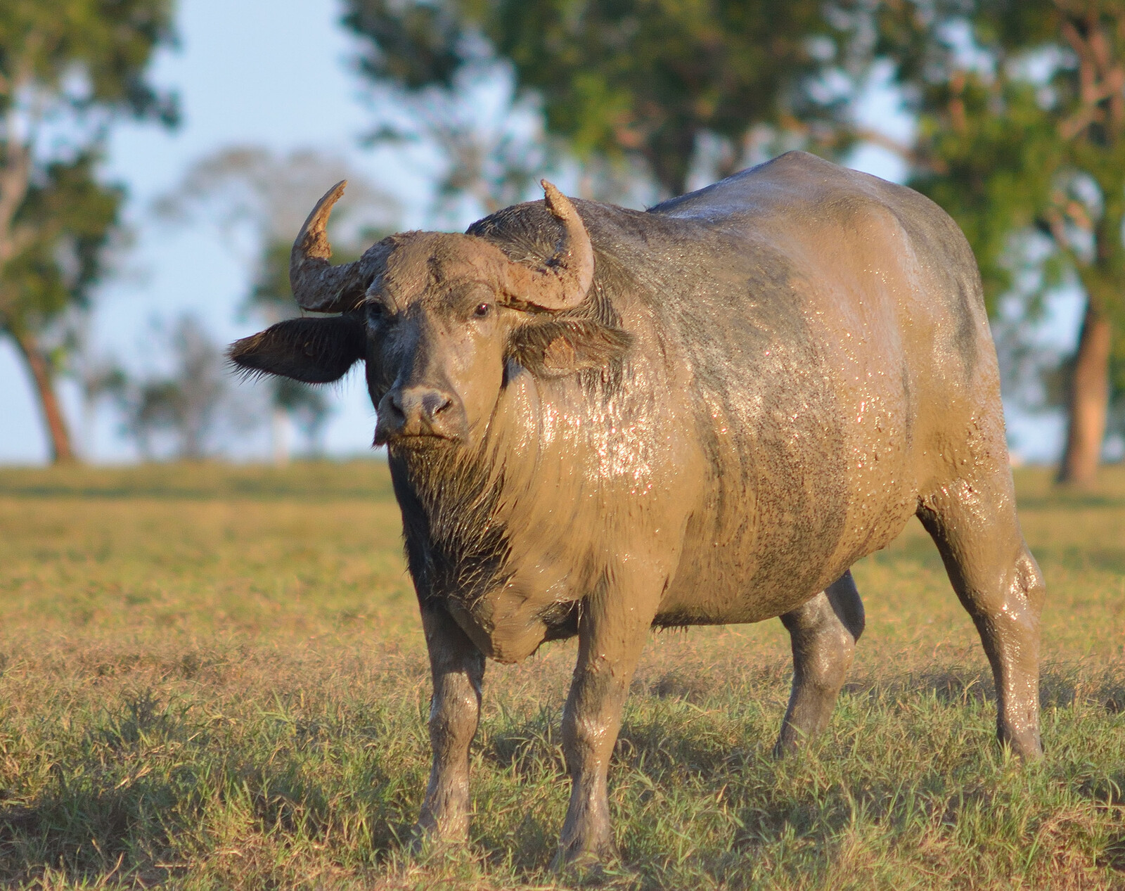 Wildlife