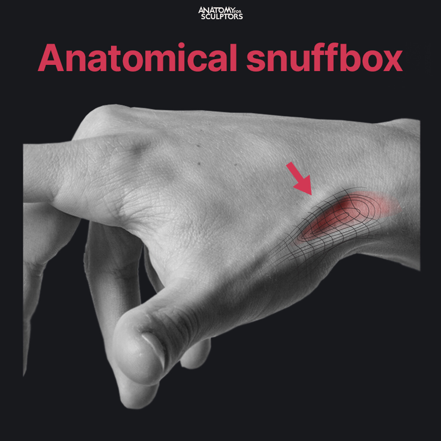 ArtStation - The Anatomical Snuffbox