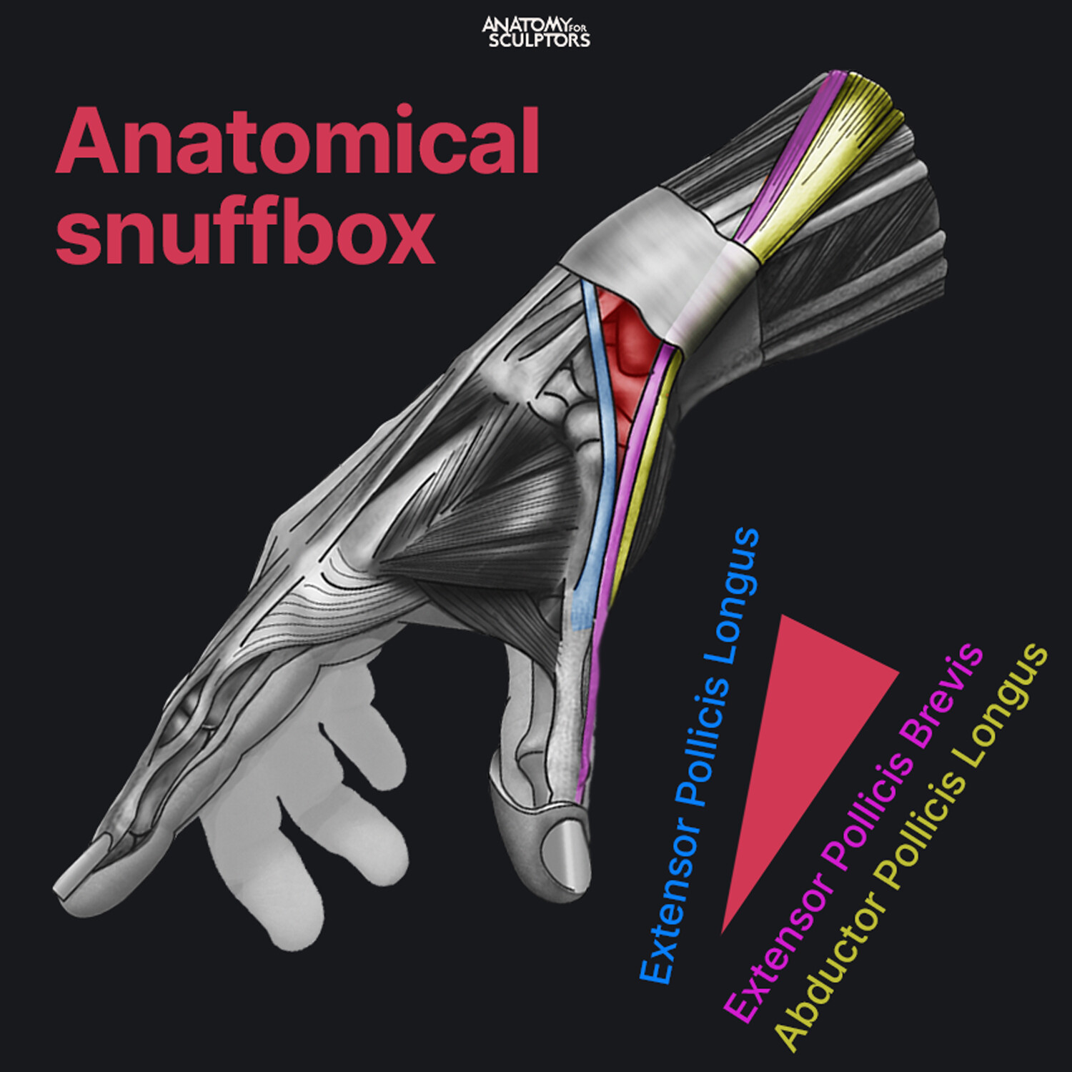 anatomic snuffbox, anatomical snuffbox