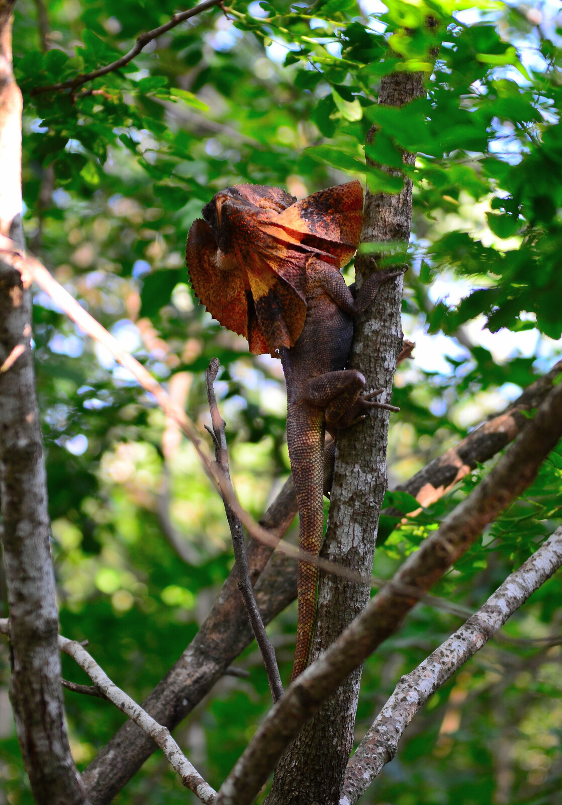 Frillneck Lizard