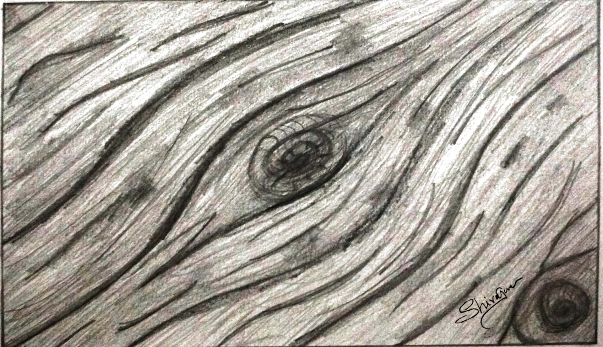 Round tree trunk cuts, sawn pine or oak slices,... - Stock Illustration  [97533746] - PIXTA