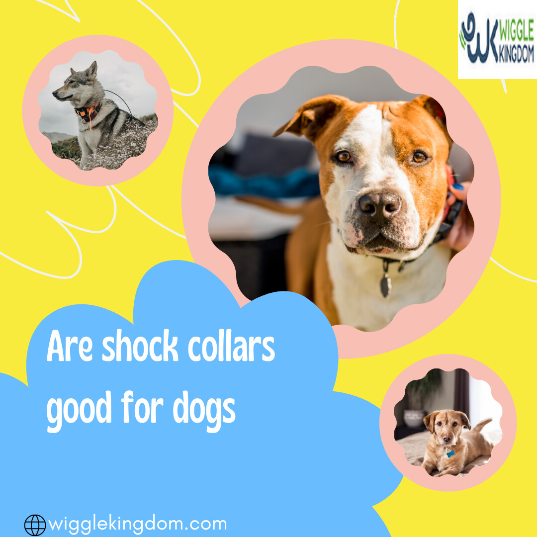 Are shock collars best sale effective