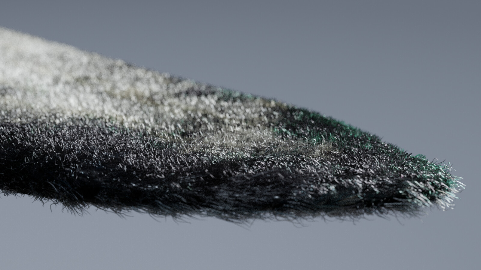 Close up of wing, with fur.