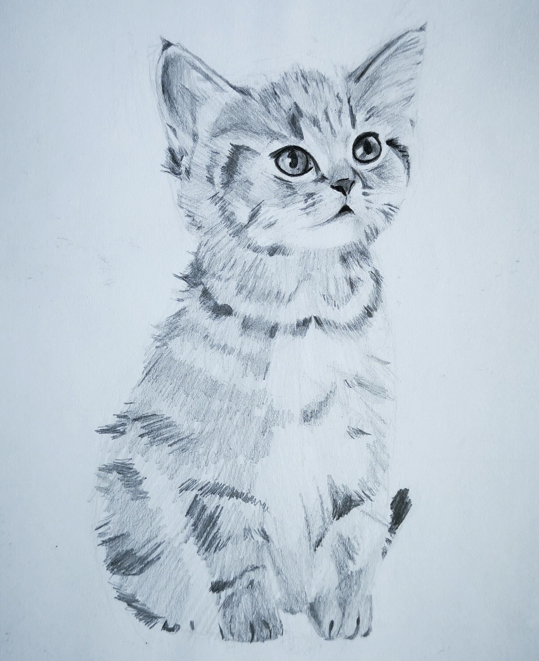 ArtStation - Kitten Sketch