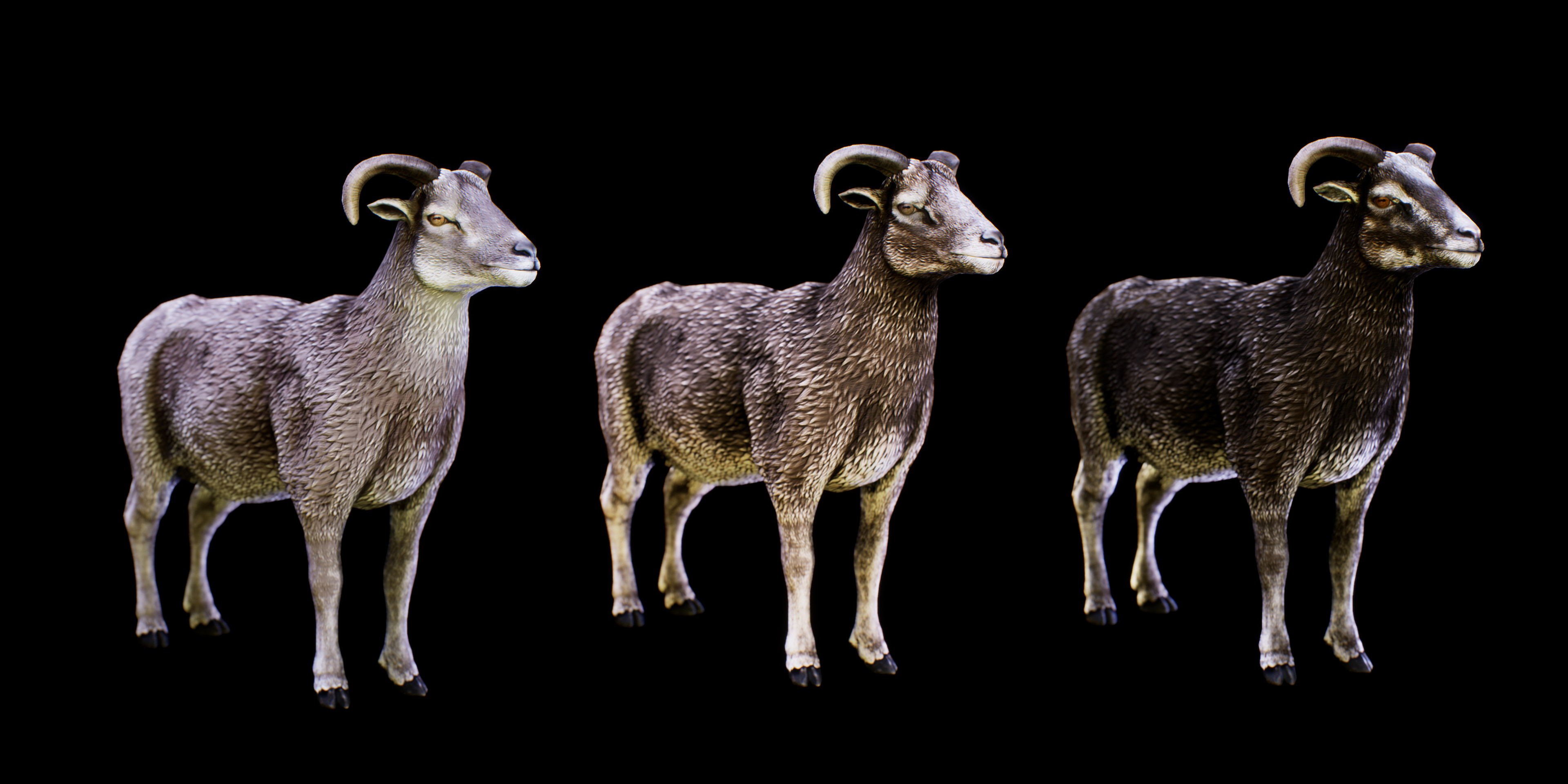 Colour Variation
