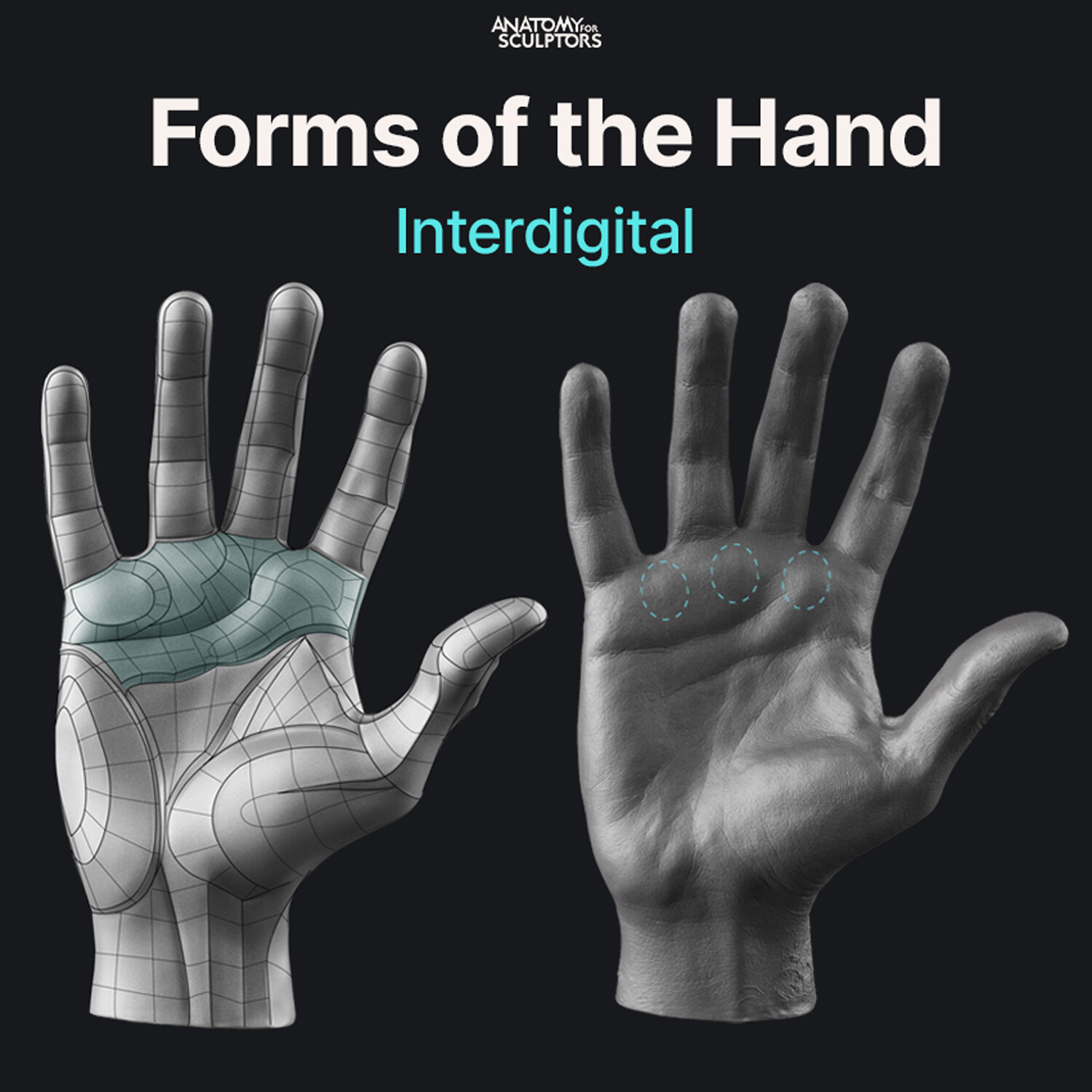Anatomy For Sculptors The three fundamental forms of the palm