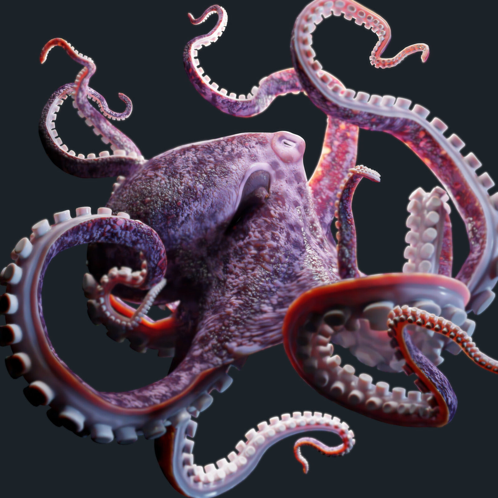 Octopus 4.8