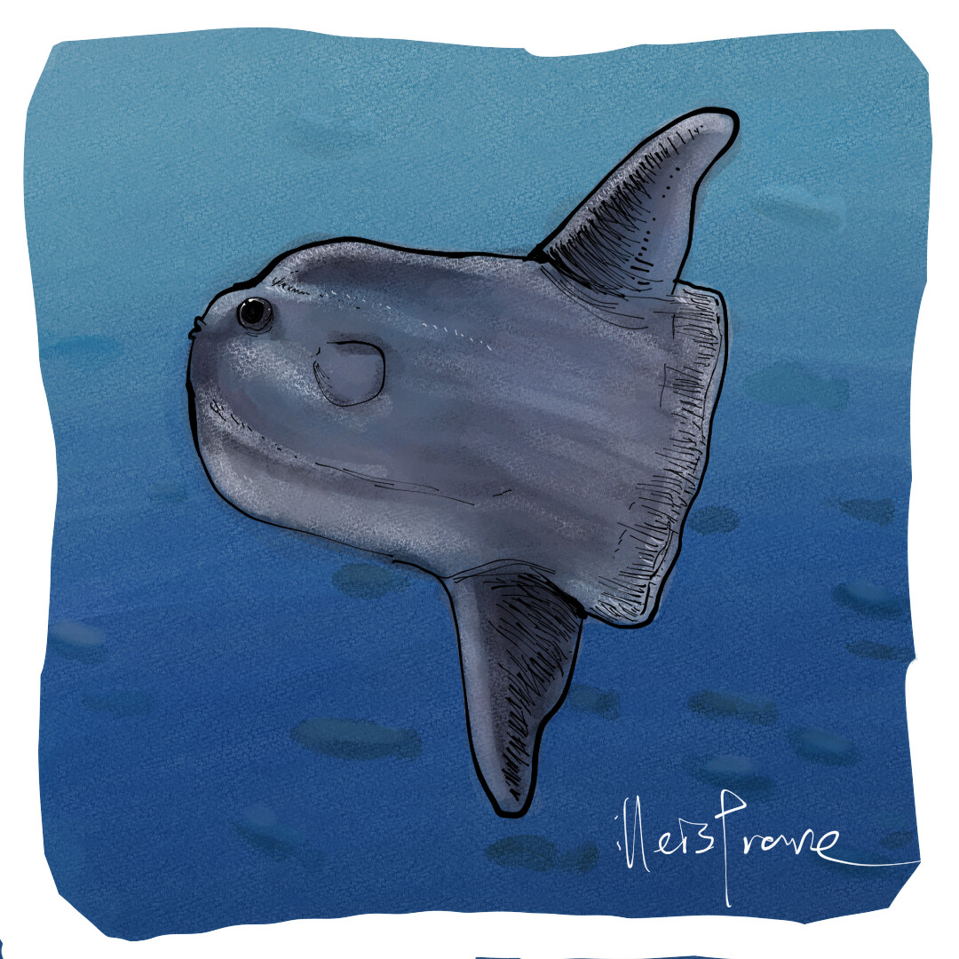 ArtStation Sunfish