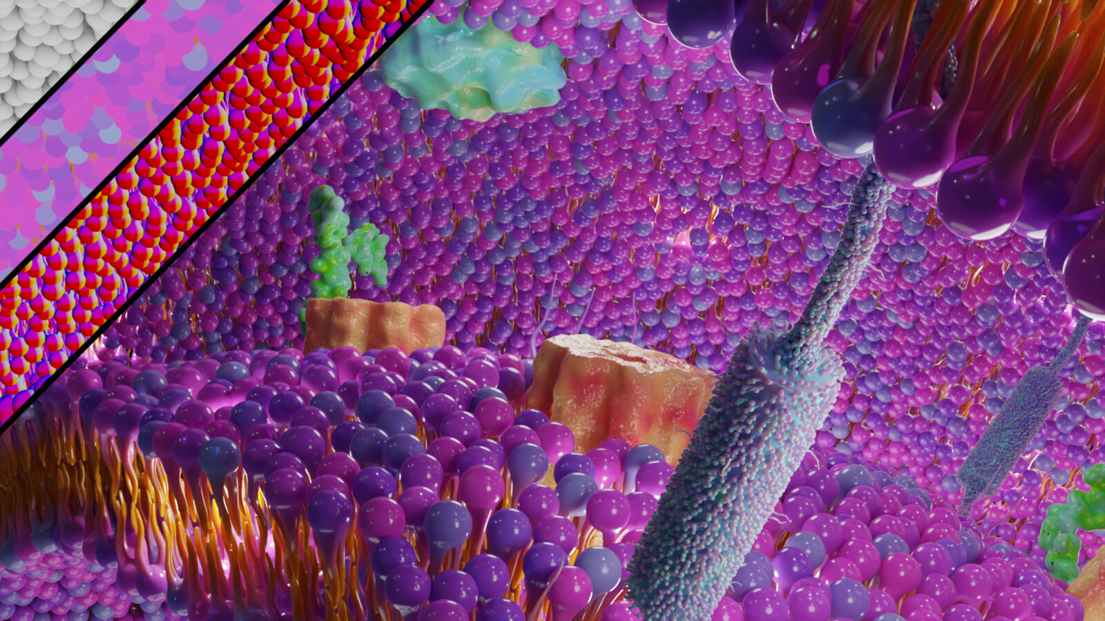 A additionnal shot from where the transmembrane proteins (TP) are more visible
